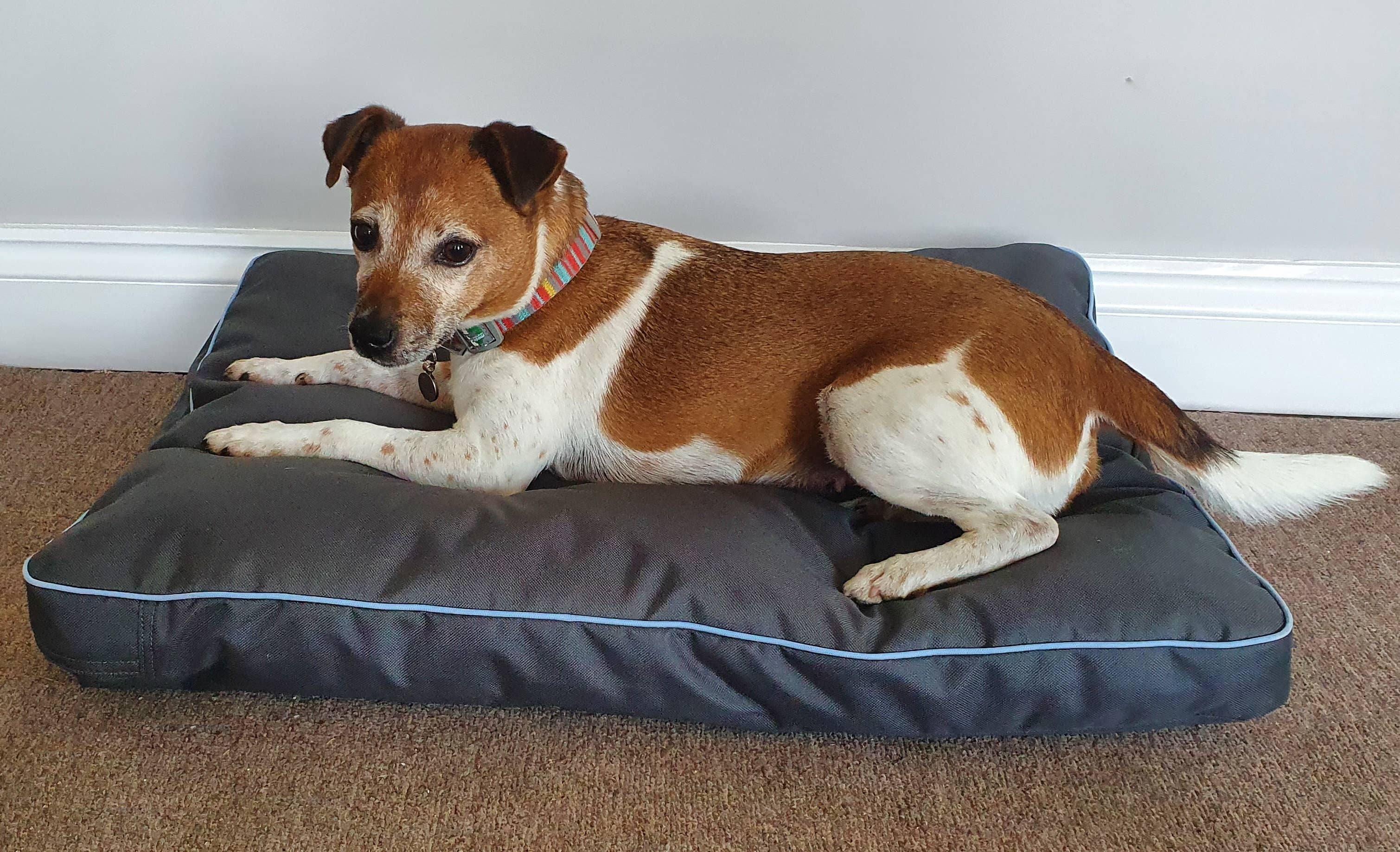 Henry Wag Brecon Adventure Bed
