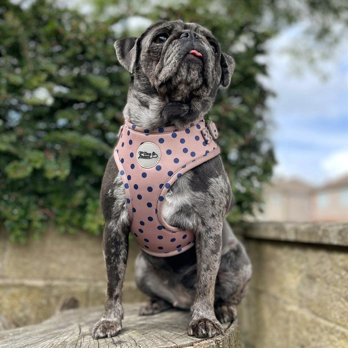 Adjustable Dog Harness - Fashion Icon