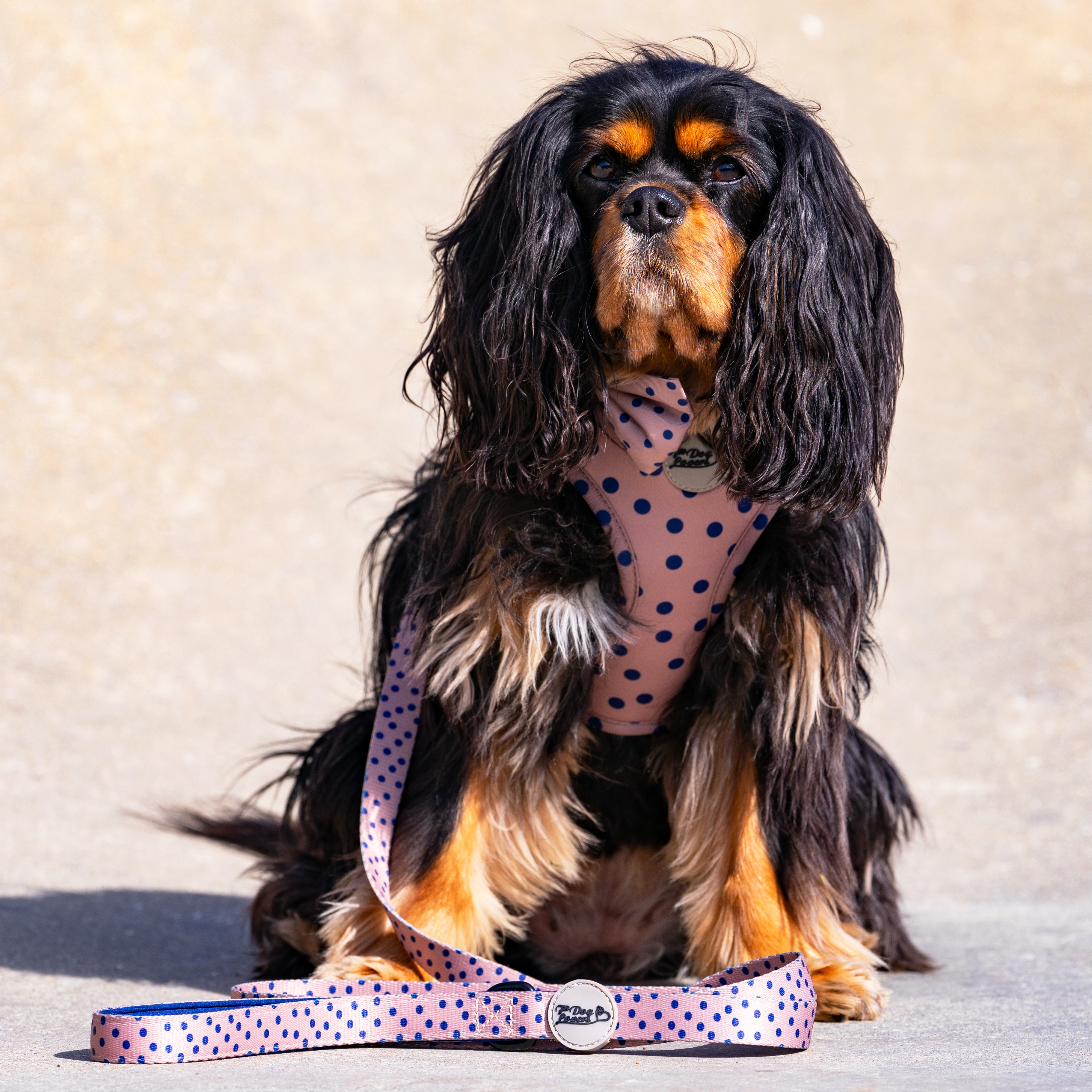 Adjustable Dog Harness - Fashion Icon