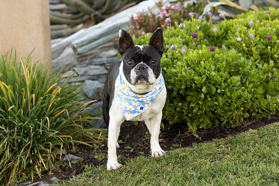 Bees &amp; Daisy Dog Bandana