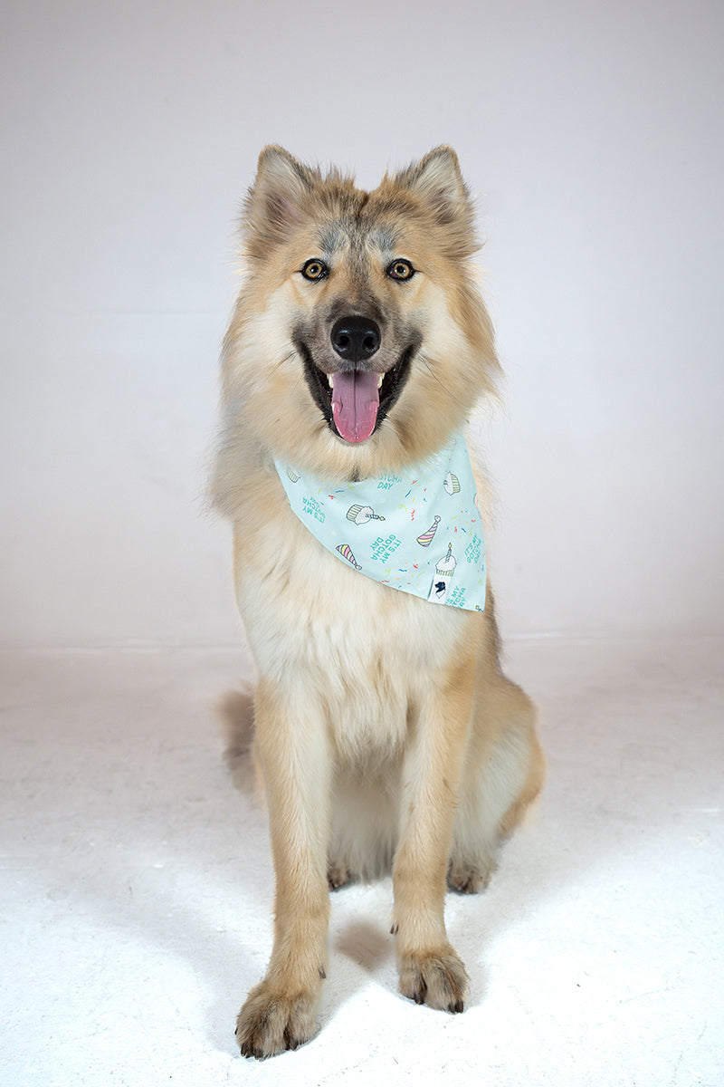 Birthday Boy &amp; Gotcha Day Dog Bandana