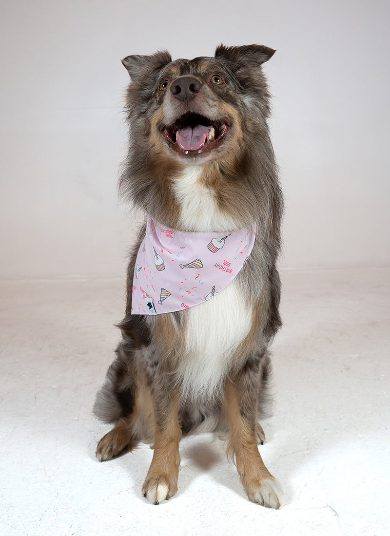 Birthday Girl &amp; Gotcha Day Dog Bandana