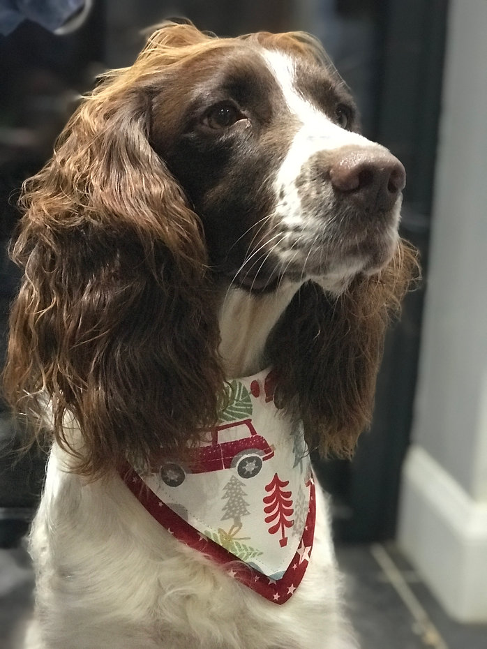 Christmas Cotton Dog Bandana