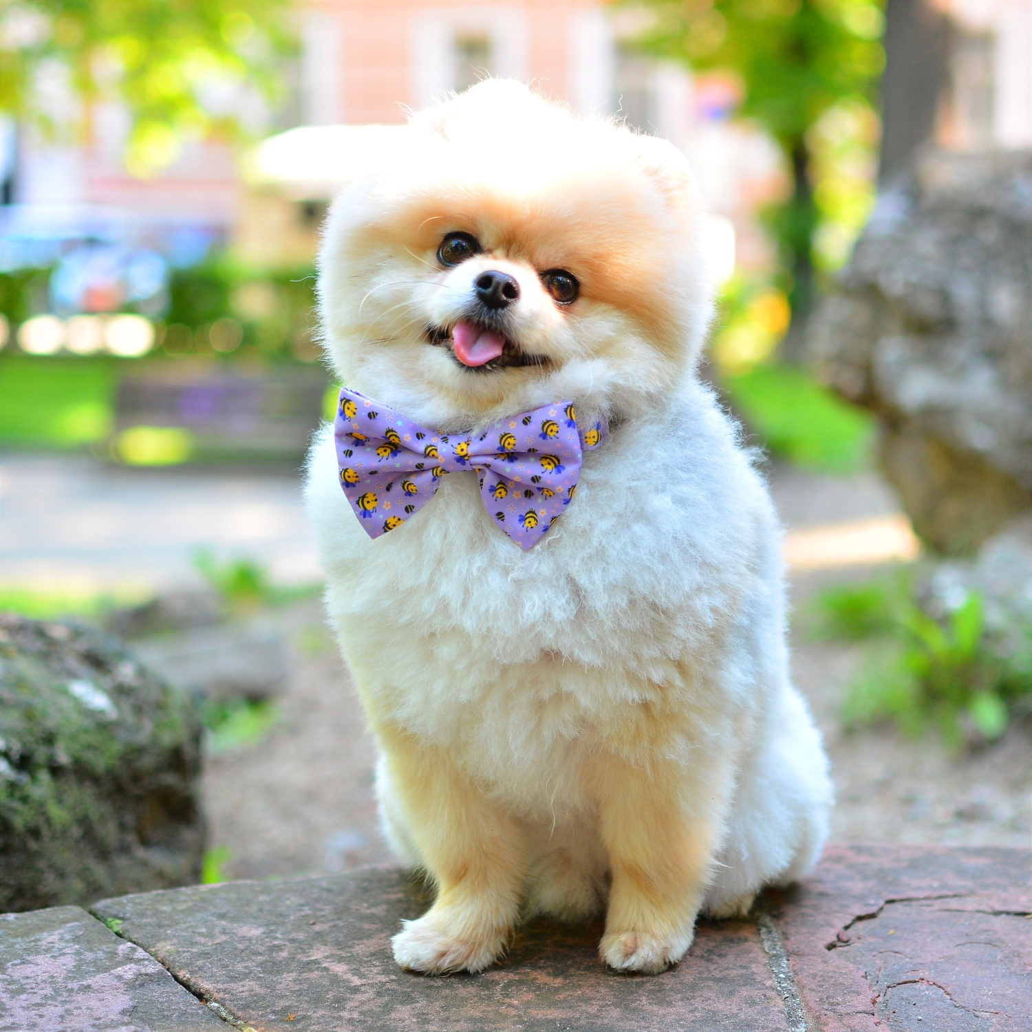 Dog Bow Tie - Don't Worry, Bee Happy