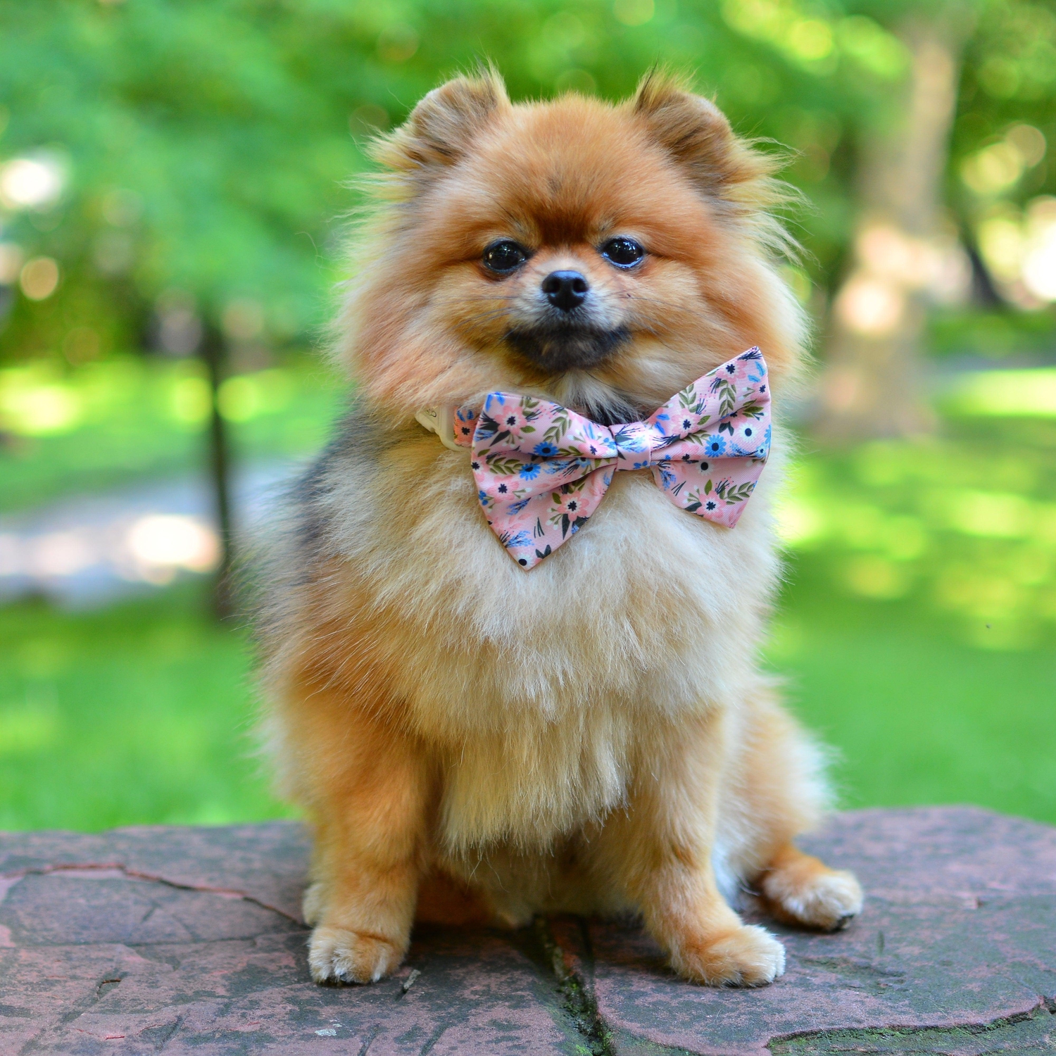 Dog Bow Tie - Flower Child