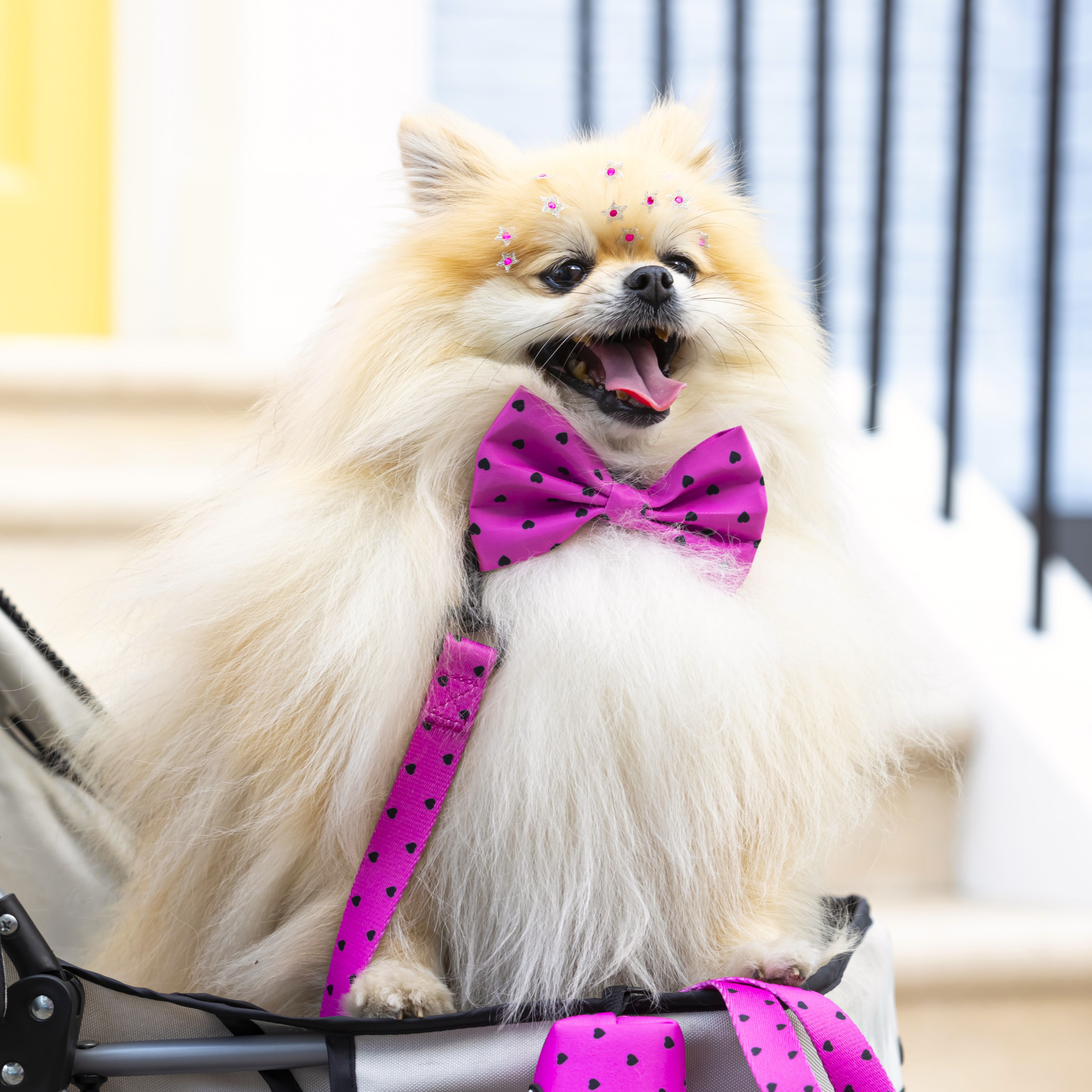 Dog Bow Tie - Follow Your Heart