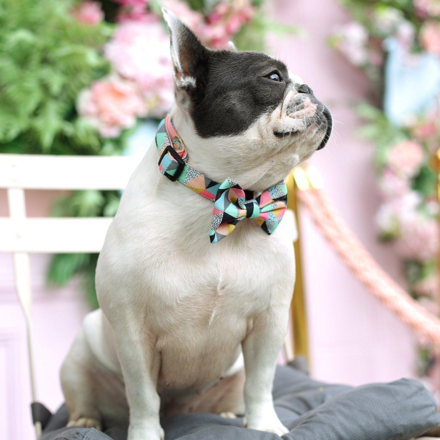 Dog Bow Tie - Mykonos
