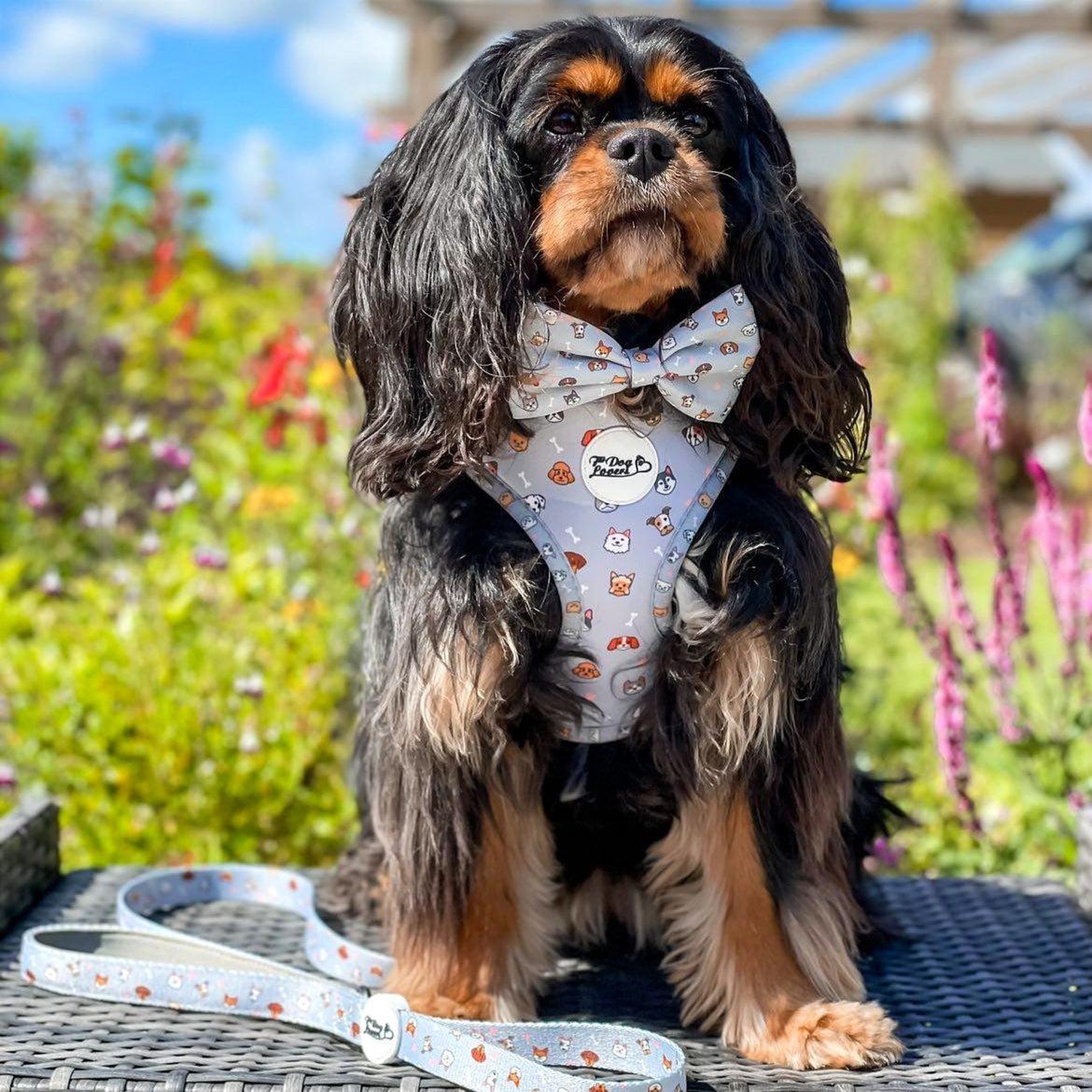 Dog Bow Tie - Oh My Pup