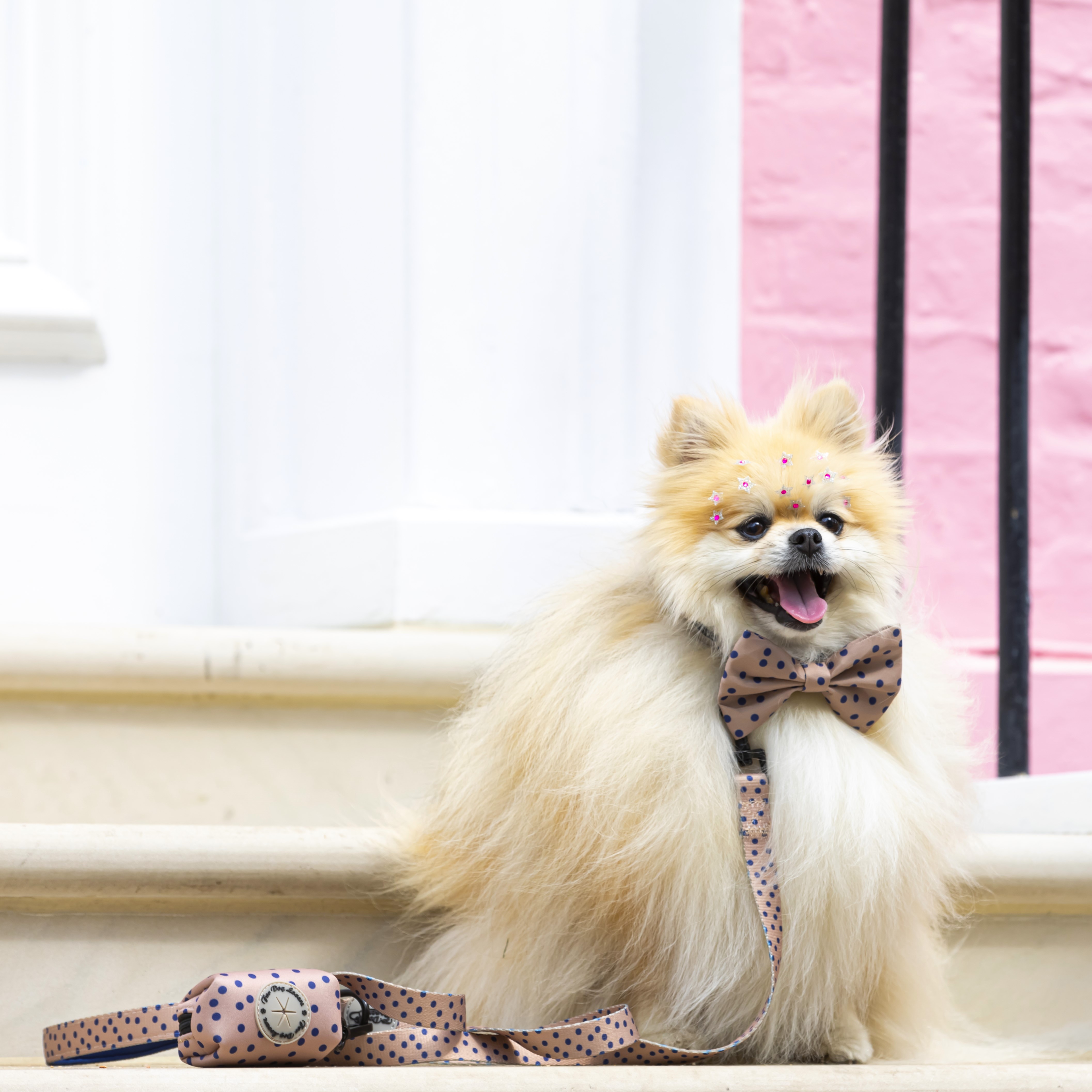 Dog Poo Bag & Treat Dog Holder - Fashion Icon