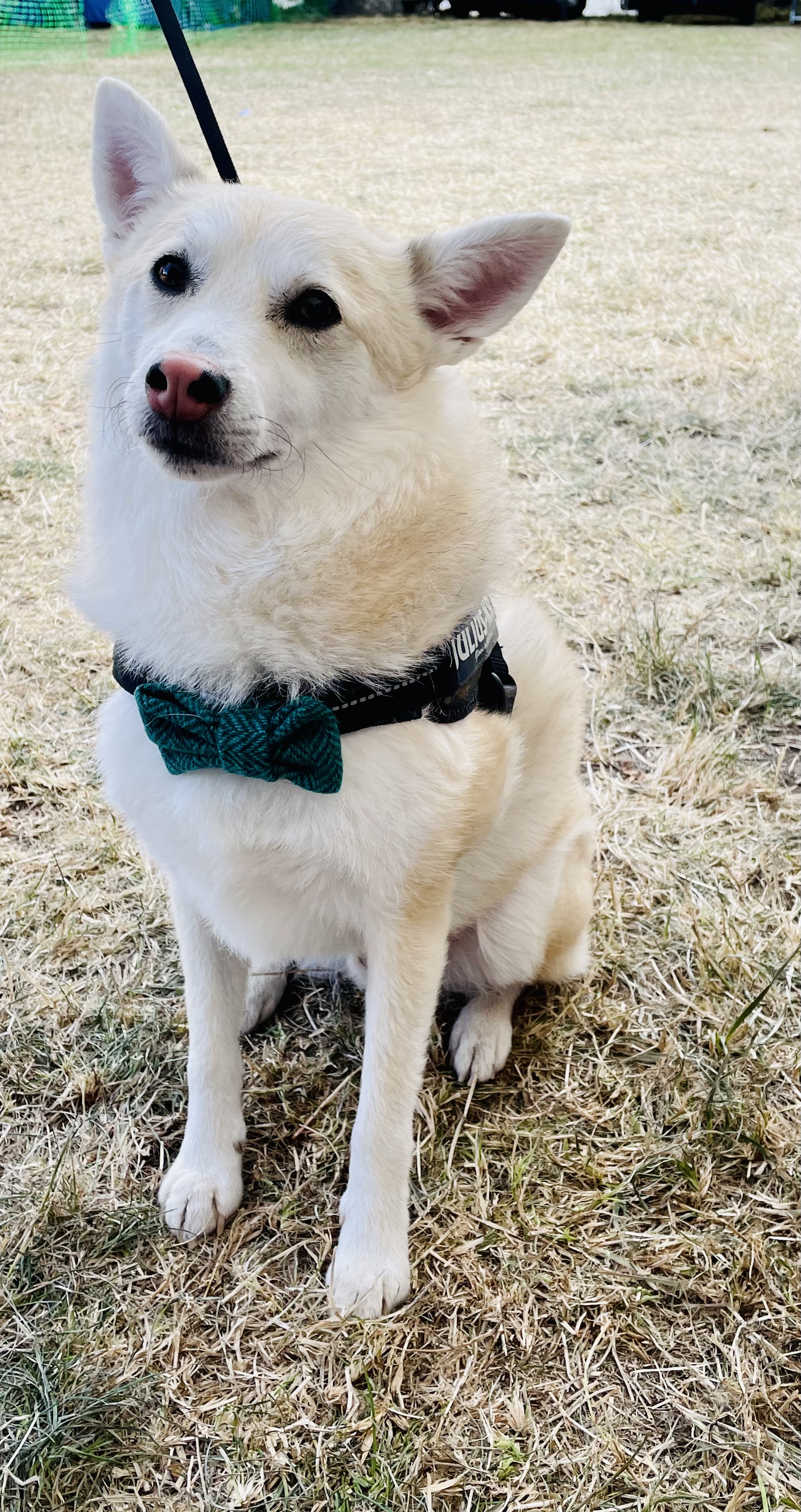 Emerald Green Harris Tweed Dog Bow Tie