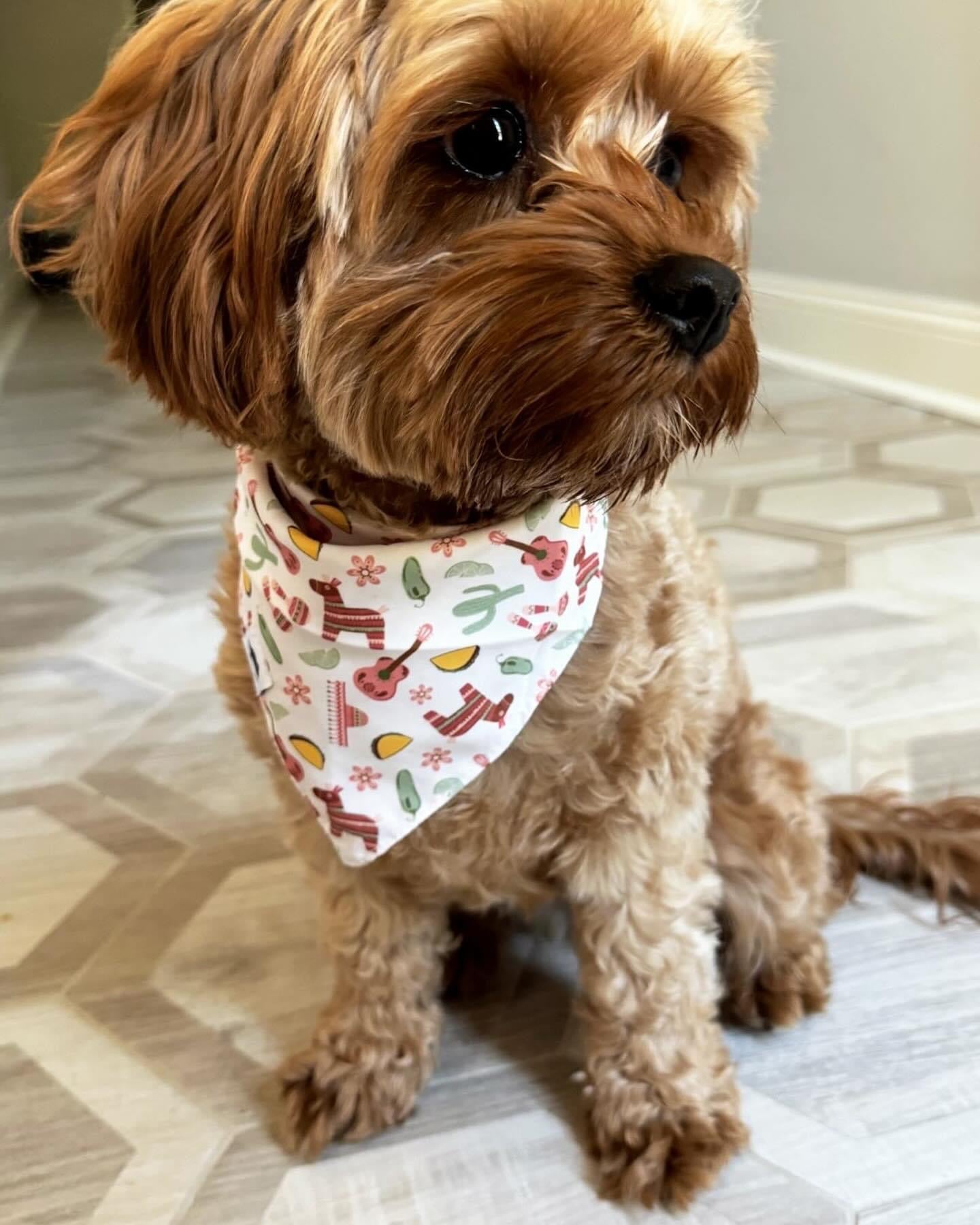 Fiesta Dog Bandana