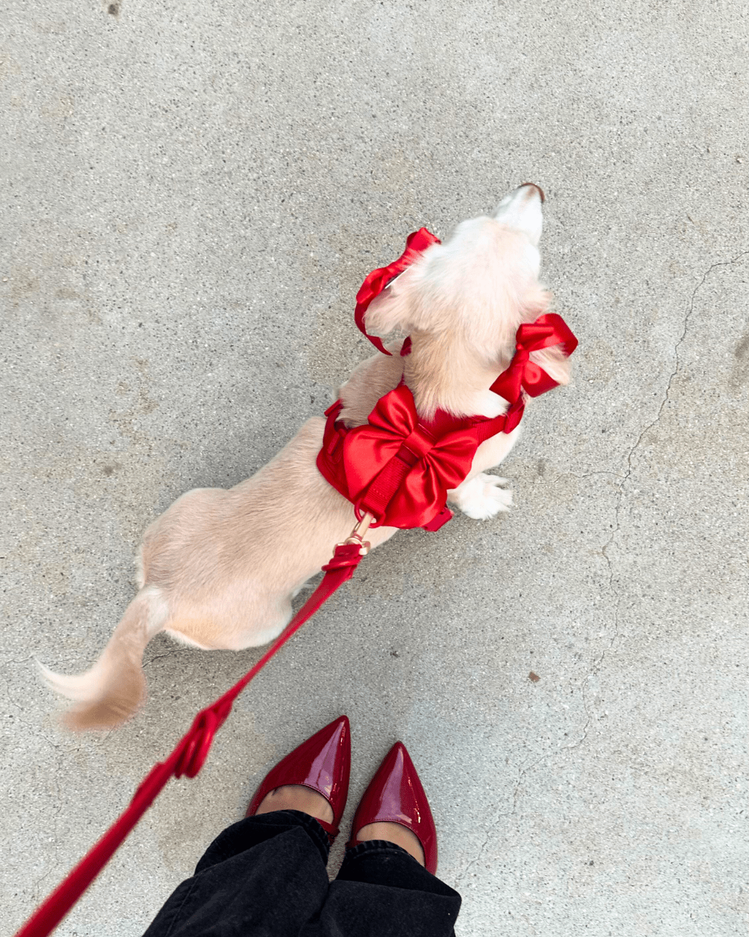 Furry Muse Starter Kit - Cherry