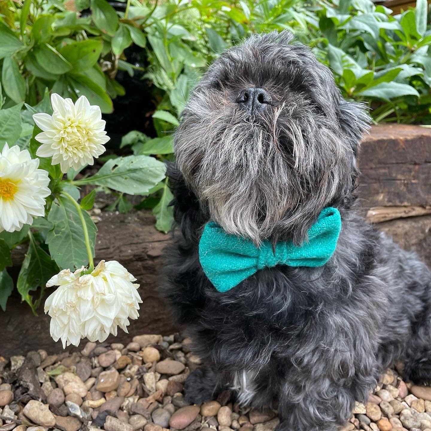 Harris Tweed Green Dog Bow Tie