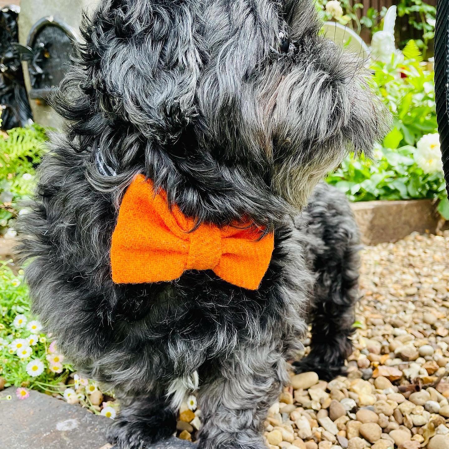 Harris Tweed Sunshine Orange Dog Bow Tie