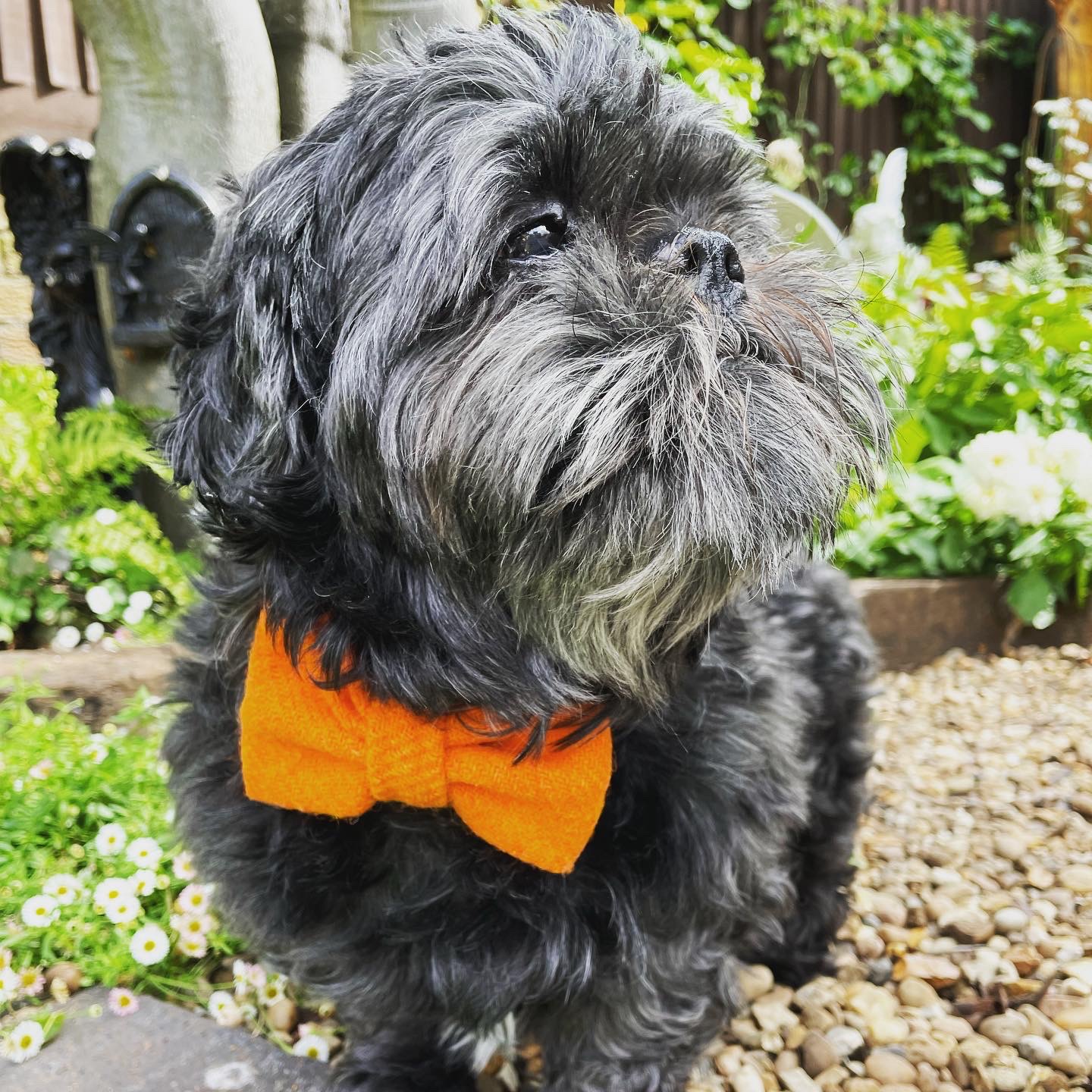 Harris Tweed Sunshine Orange Dog Bow Tie