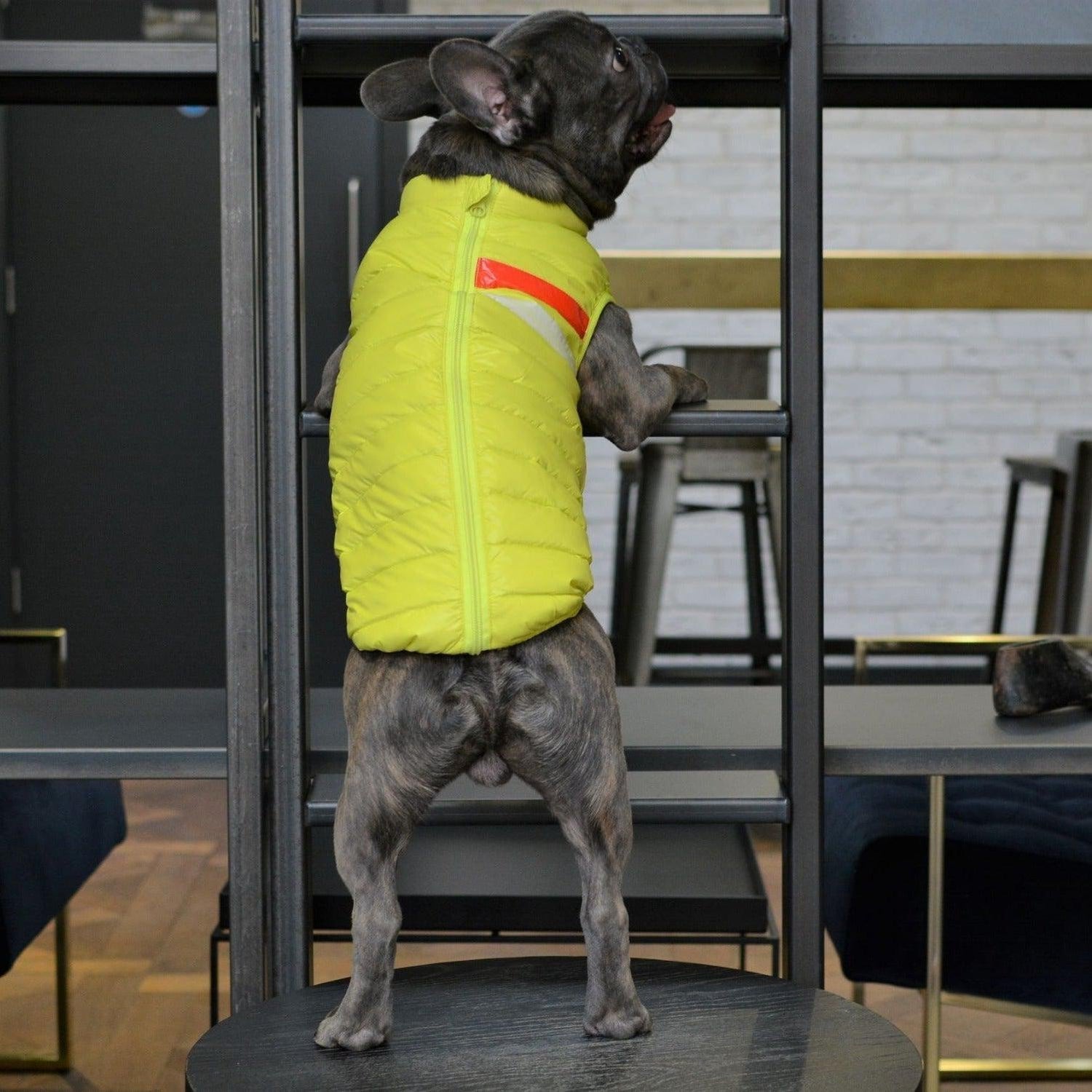 Limited Edition Vest Dog Jacket Neon Green