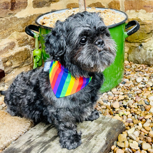 Pride and Proud Dog Bandana