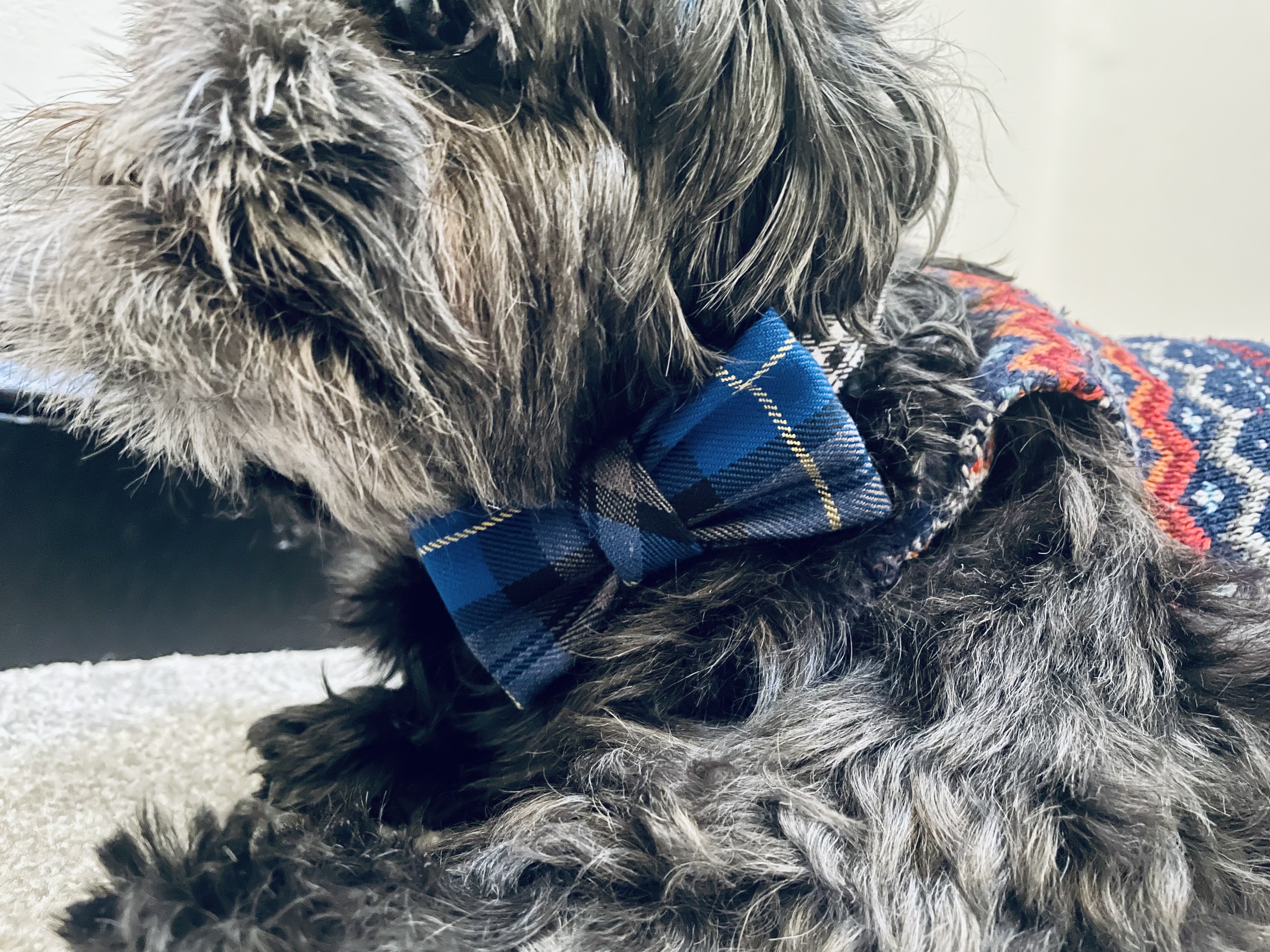 Regal Blue Tartan Dog Bow Tie