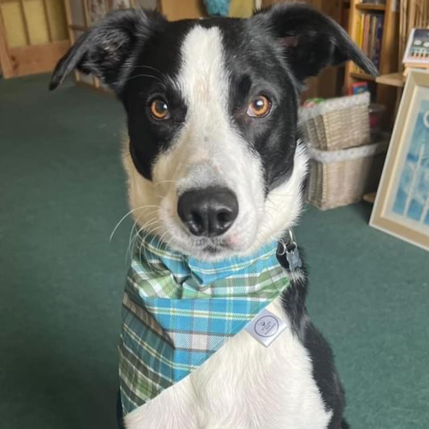 The Bertie Dog Bandana - Autumn Blue Green Plaid Dog Bandana