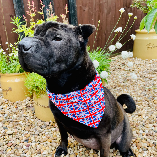 Union Jack Dog Bandana