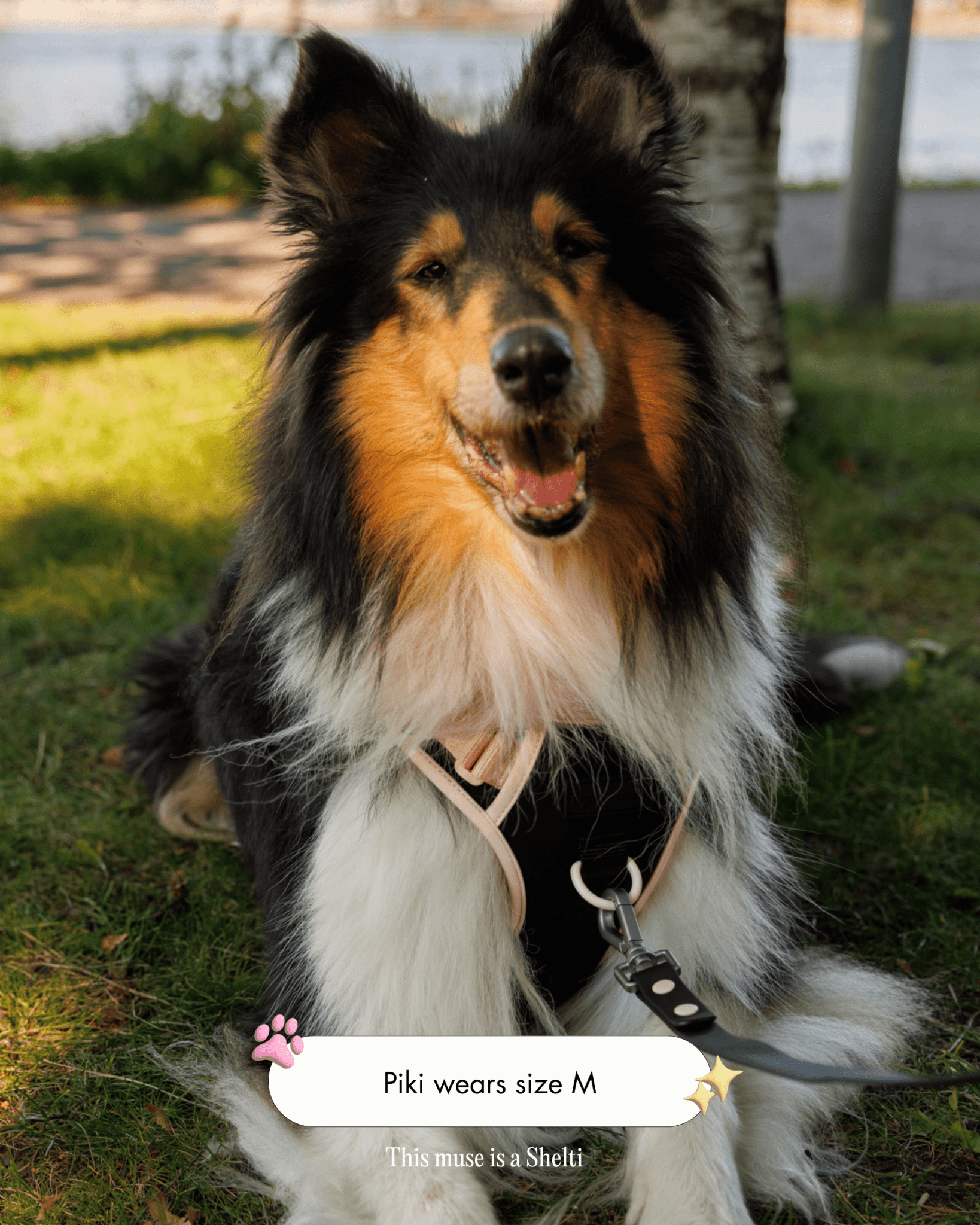 Wander! Bow Harness Kit Ballerina