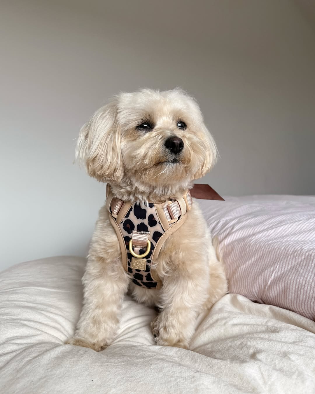 Wander! Bow Harness Kit Leopard