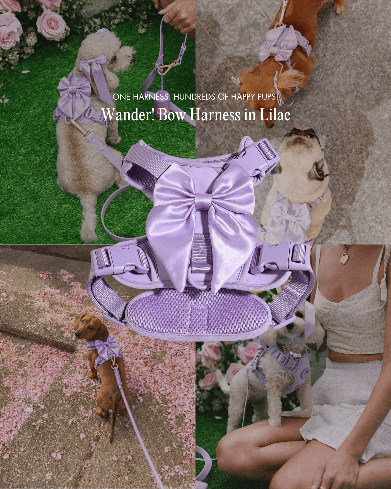 Wander! Bow Harness Kit Lilac - Silver
