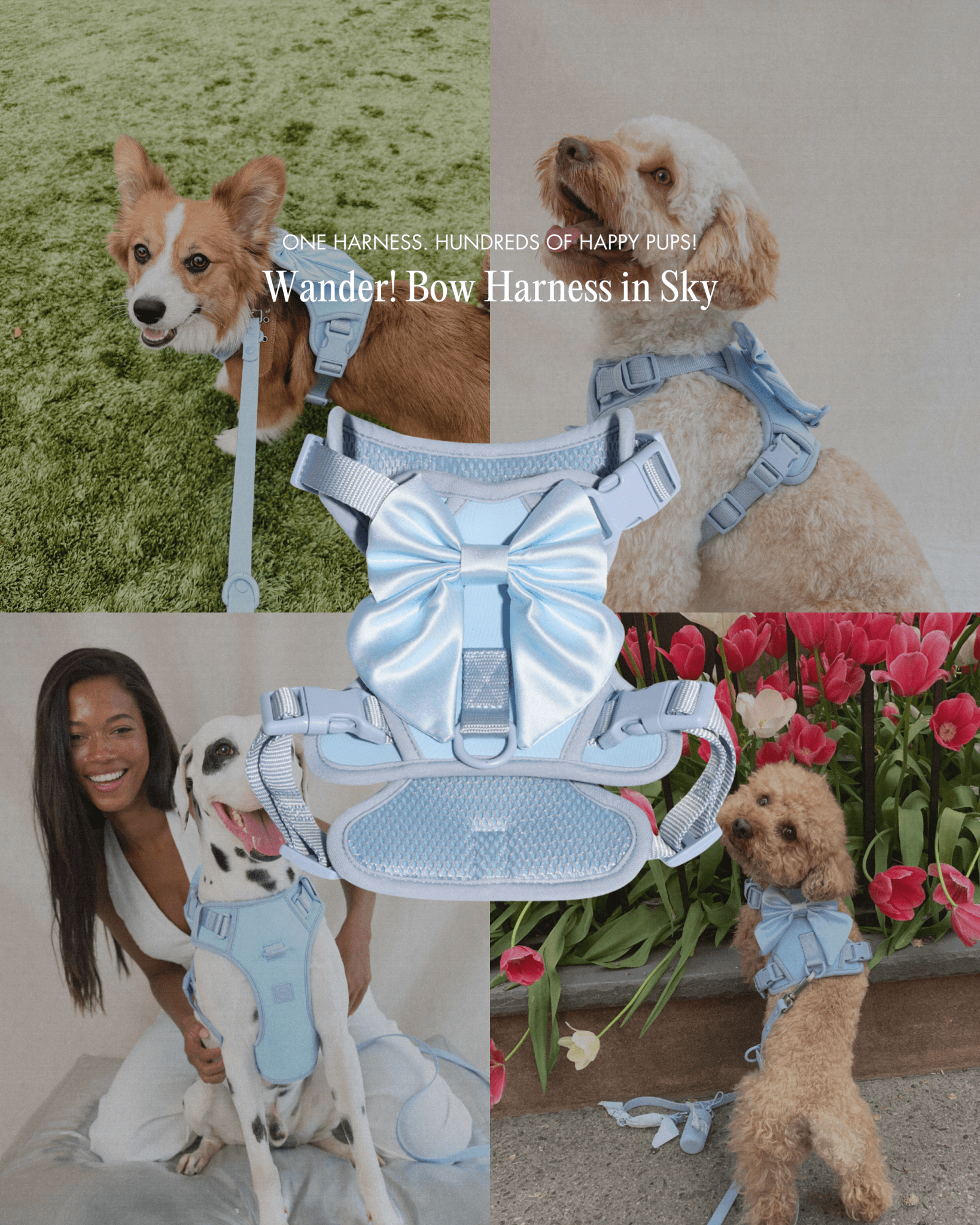 Wander! Bow Harness Kit Sky
