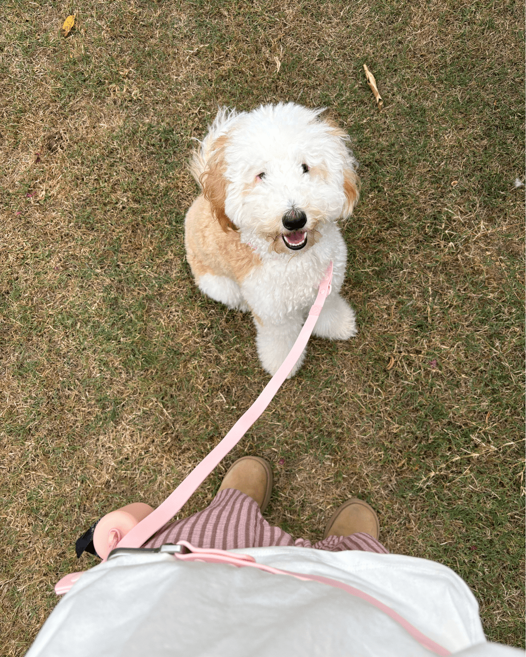 Wander! Collar Kit - Blossom