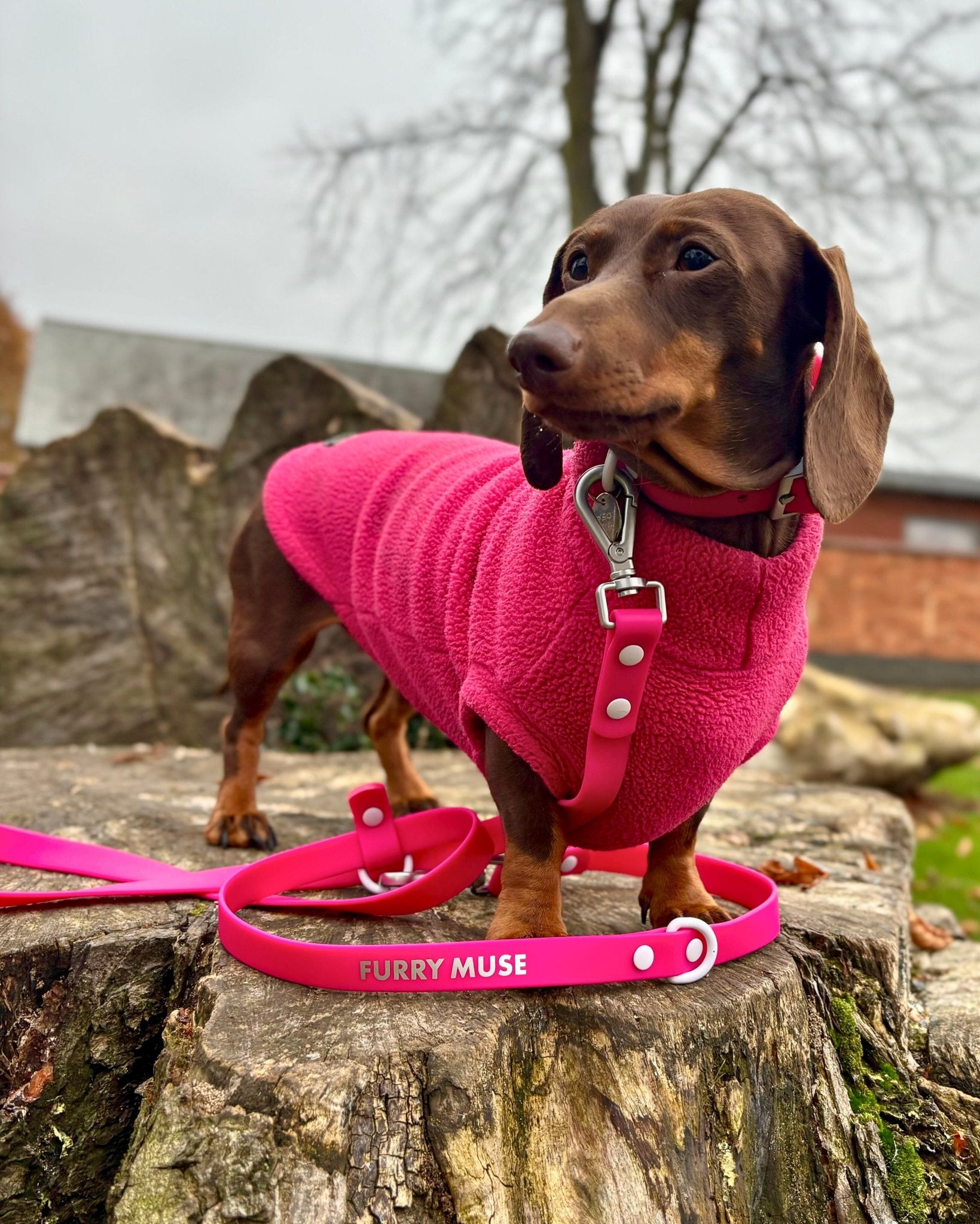 Wander! Collar Kit - Bubblegum