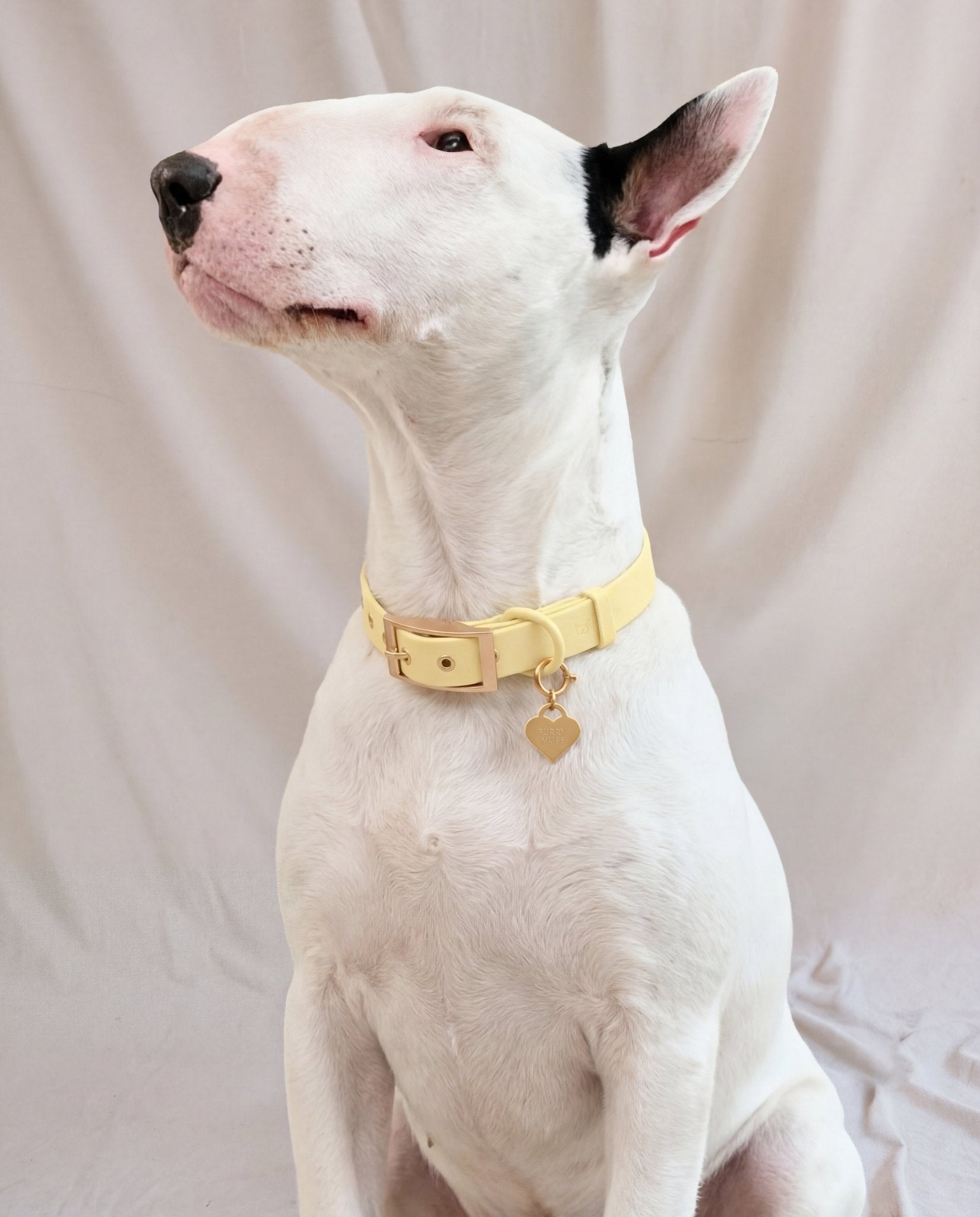 Wander! Collar Kit - Buttercream