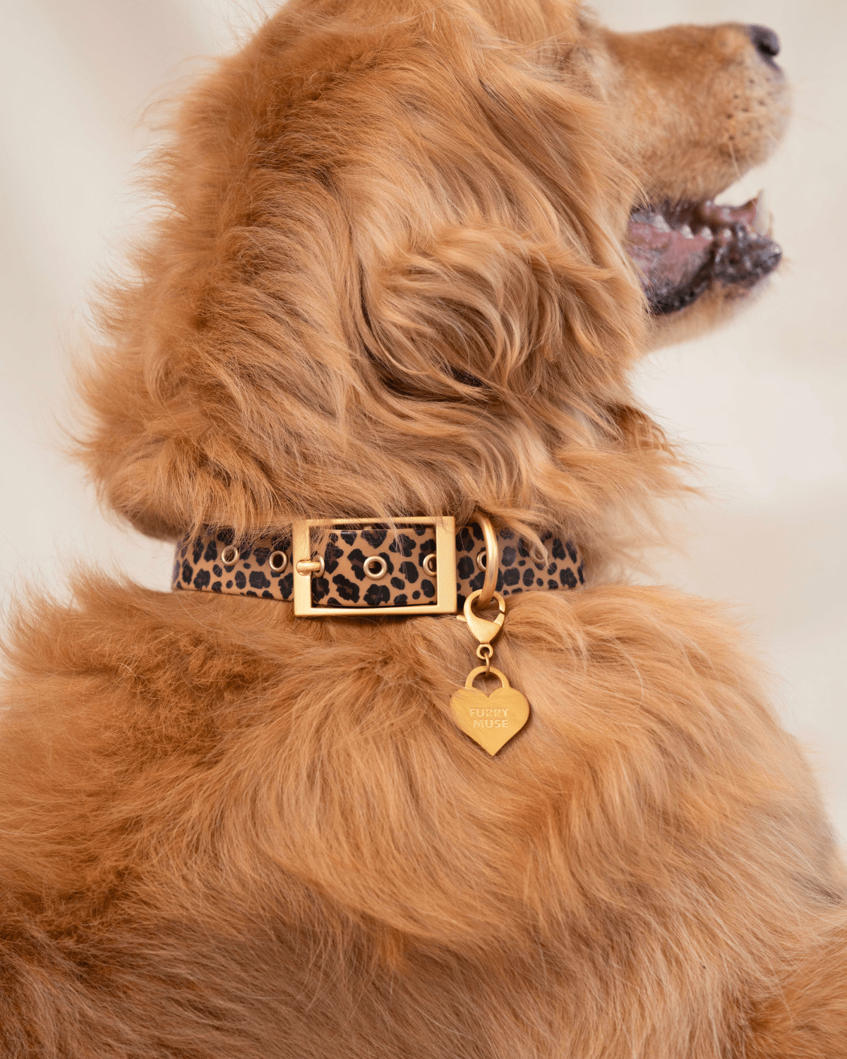 Wander! Collar Kit - Leopard