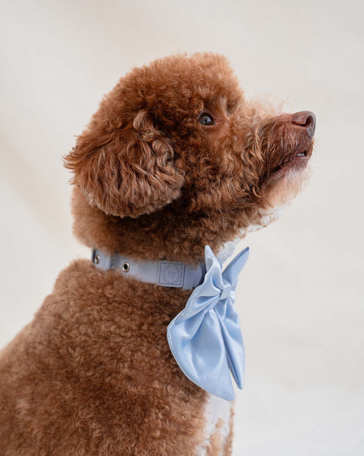 Wander! Collar Kit - Sky