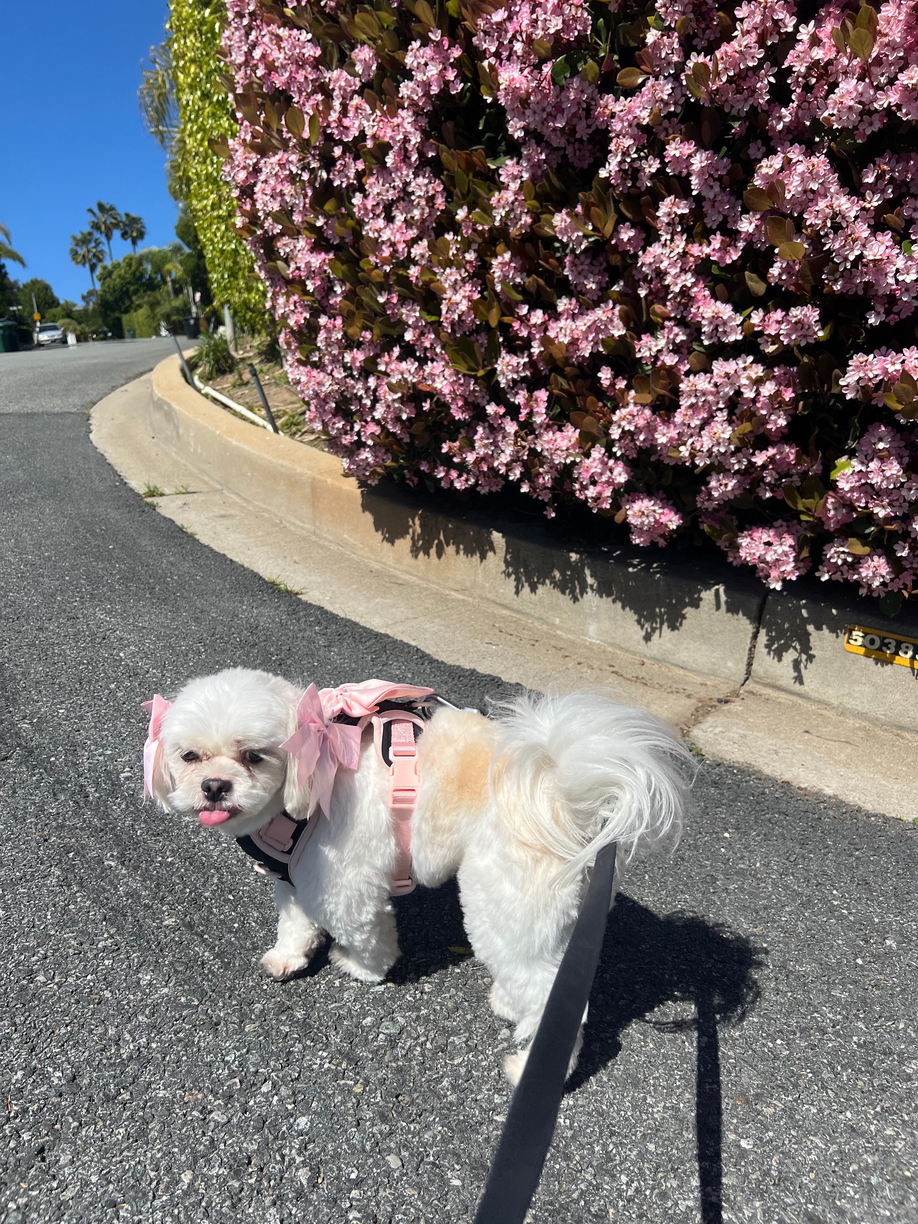 Wander! Multiway Leash &amp; Poop Pouch Ballerina