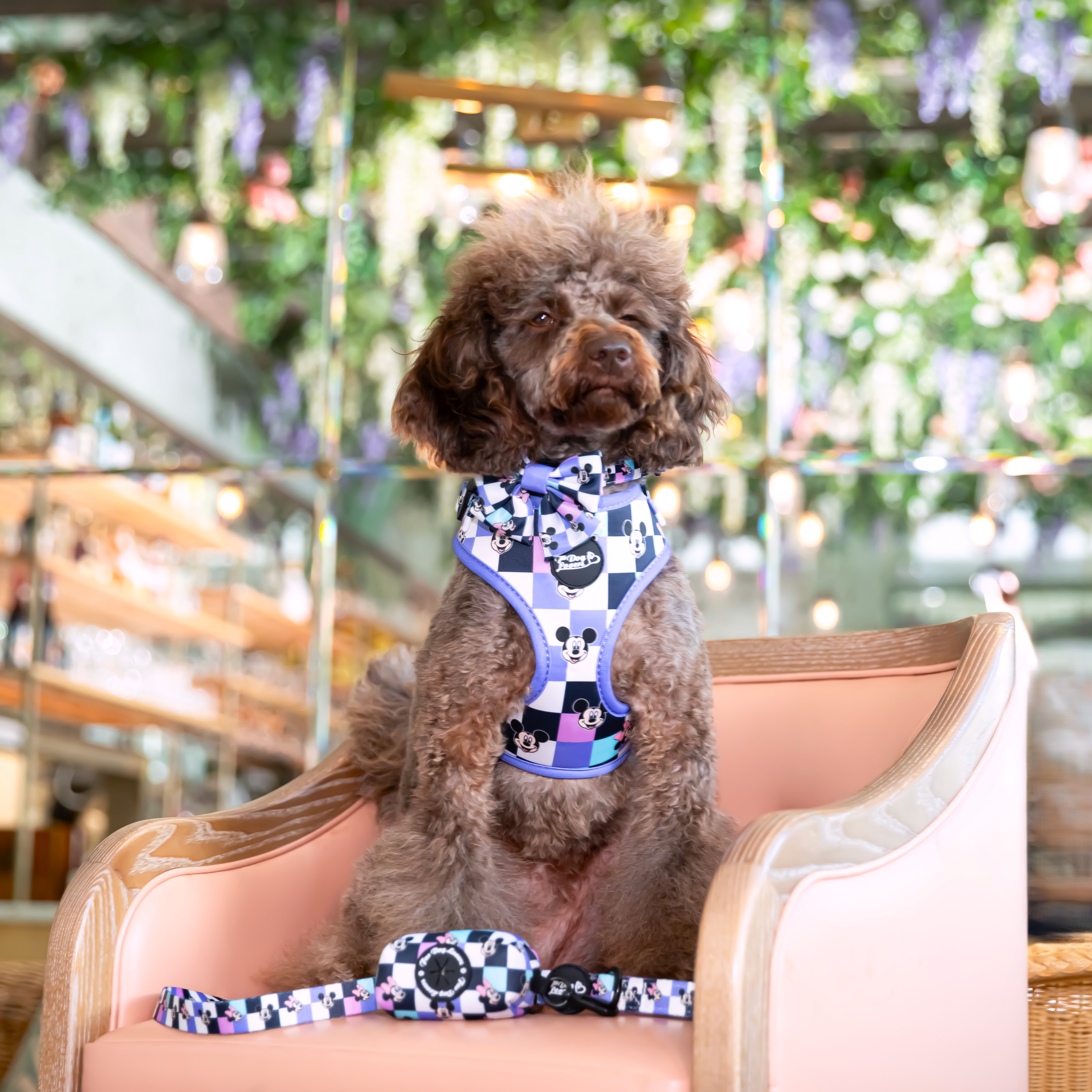 Adjustable Dog Harness A Little Bit of Magic