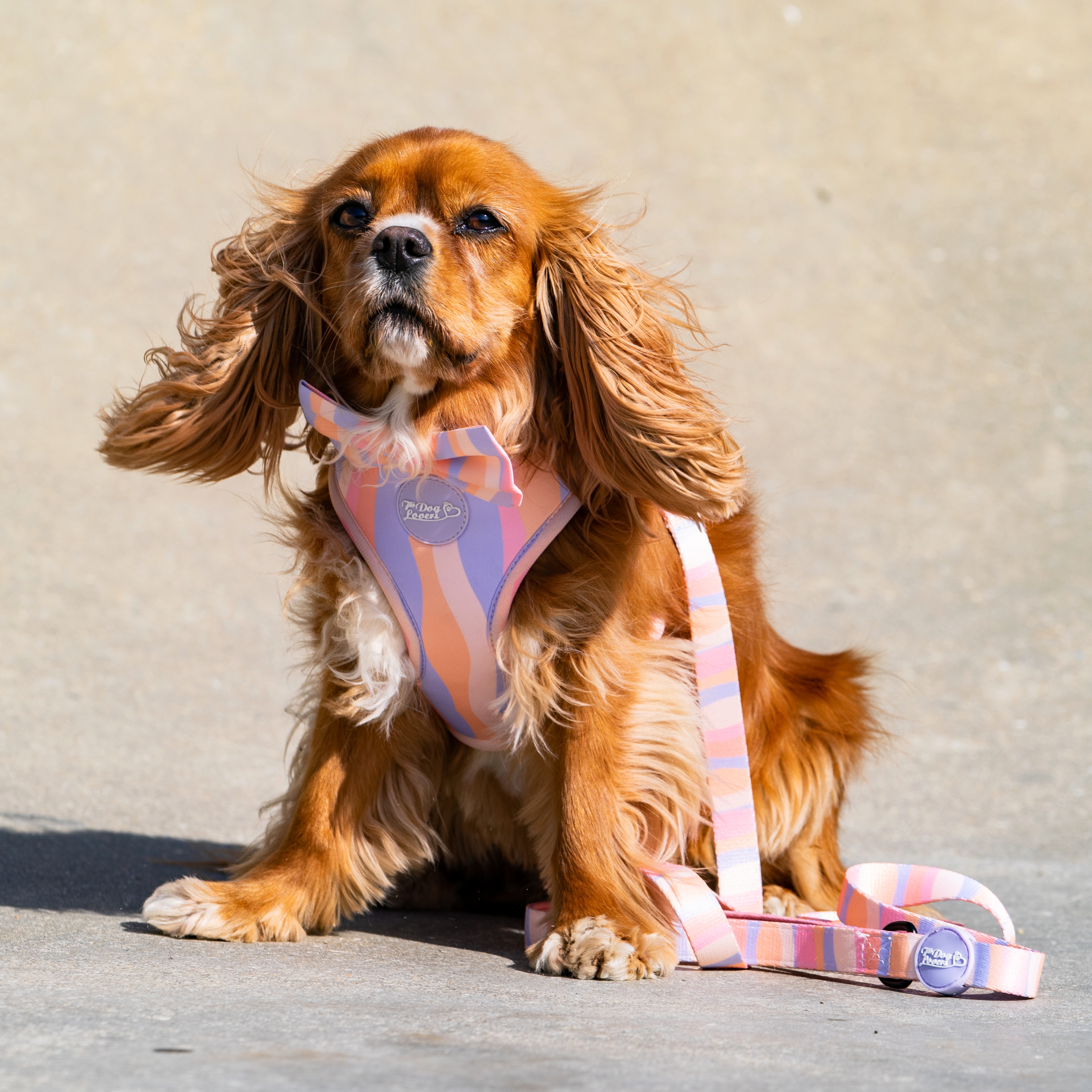 Adjustable Dog Harness - Chase Away The Blues