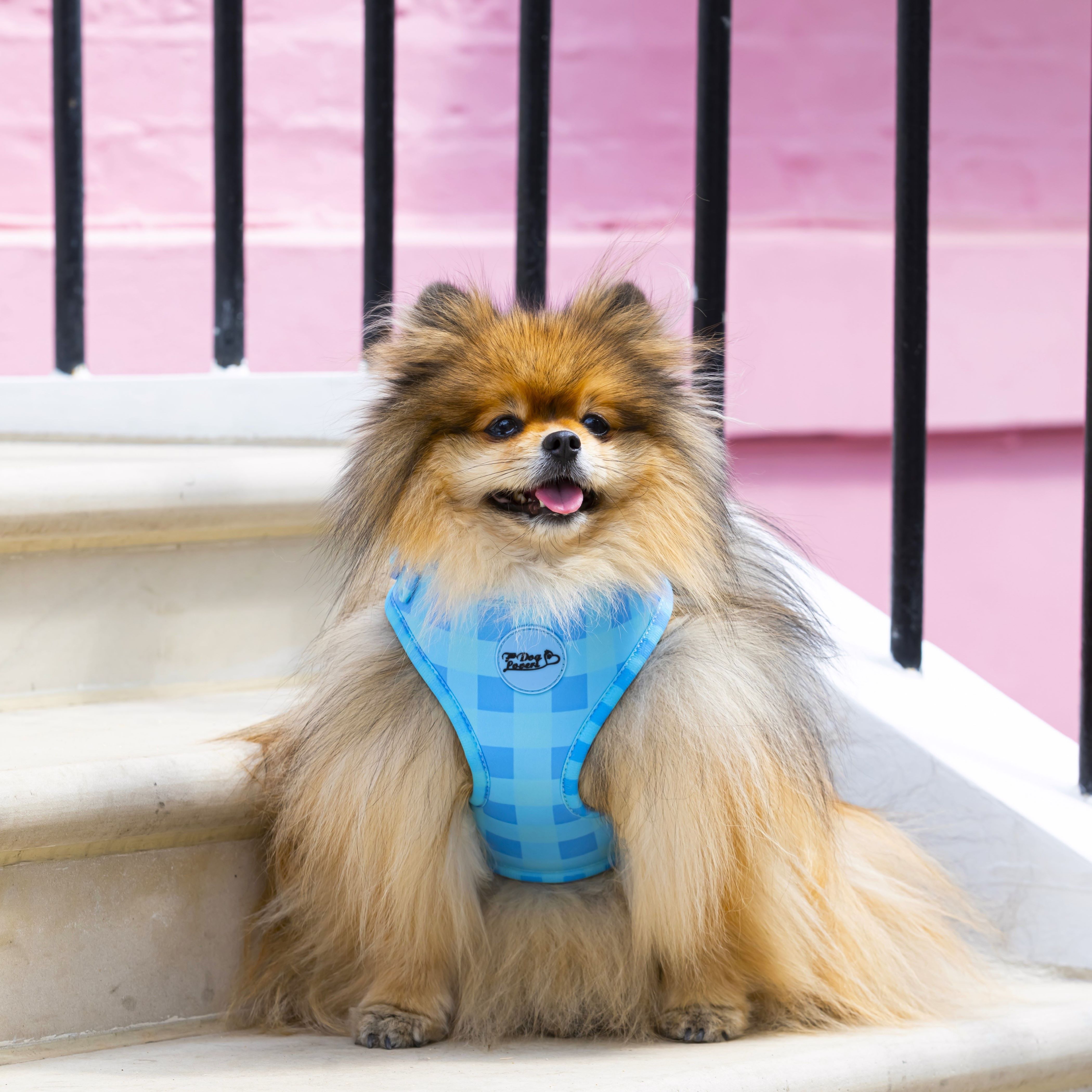 Adjustable Dog Harness - Check Me Out