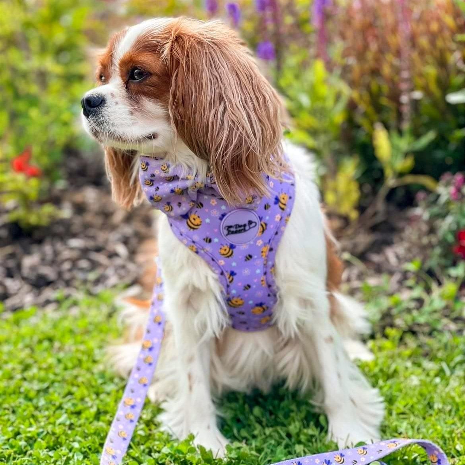 Adjustable Dog Harness - Don't Worry, Bee Happy