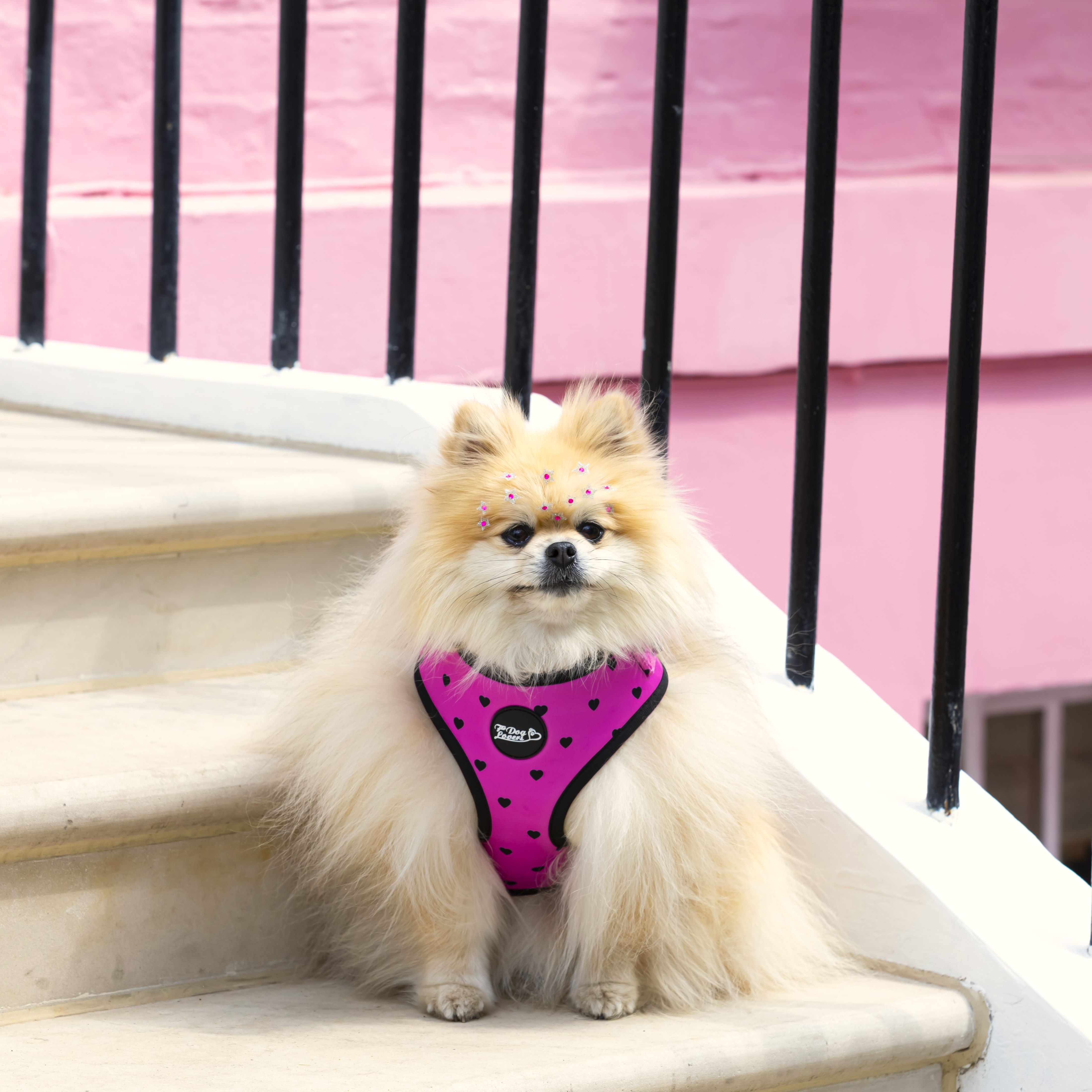 Adjustable Dog Harness - Follow Your Heart