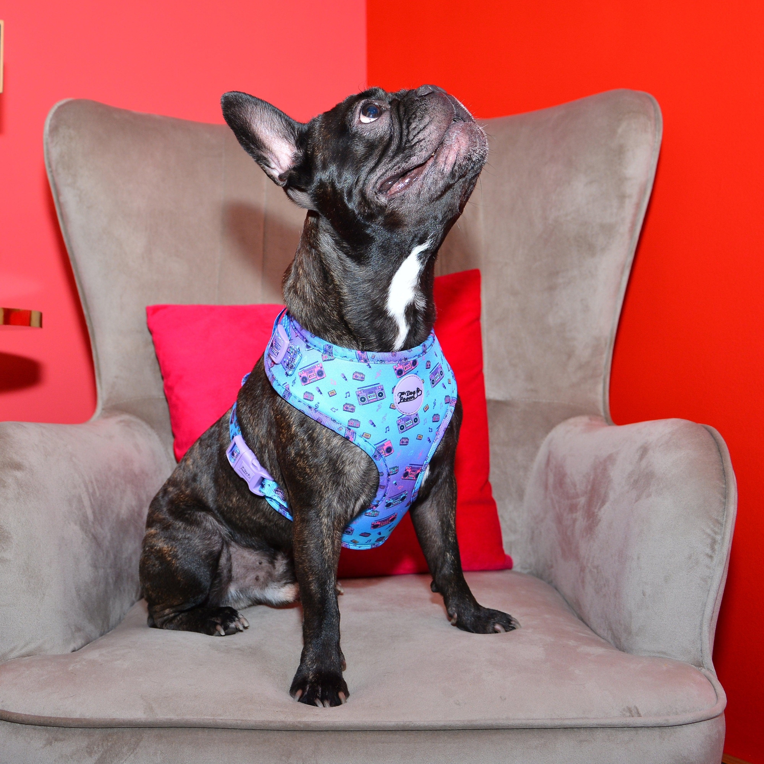 Adjustable Dog Harness - Groove Is In The Heart