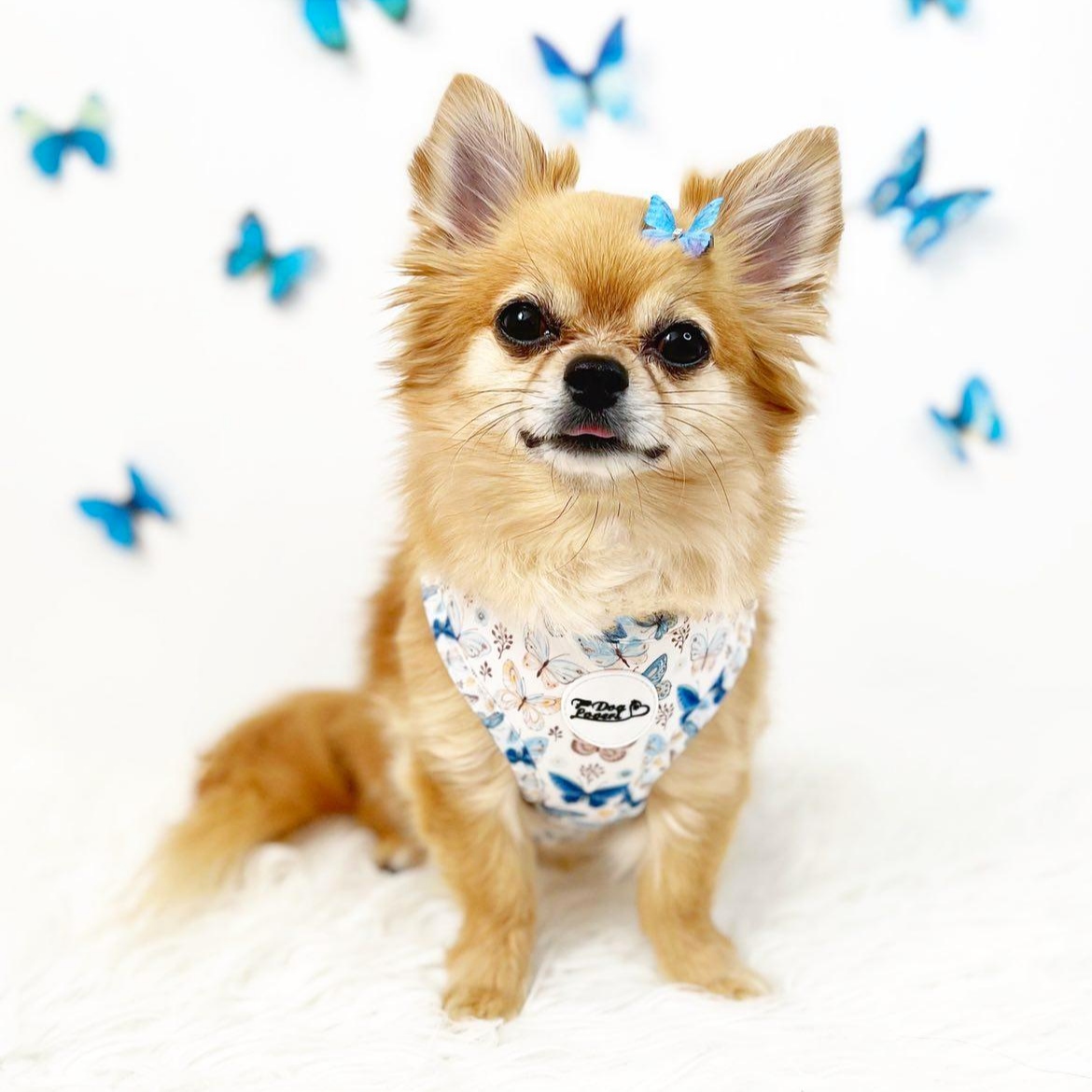 Adjustable Dog Harness - Love Revolution