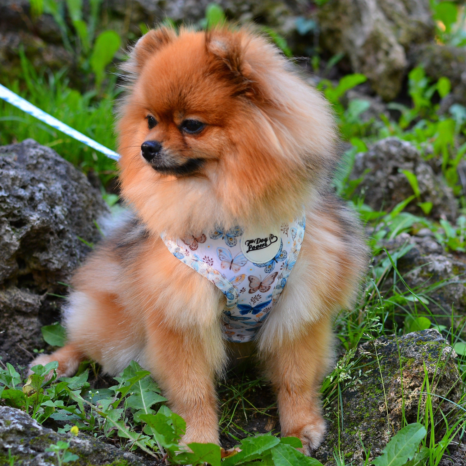 Adjustable Dog Harness - Love Revolution