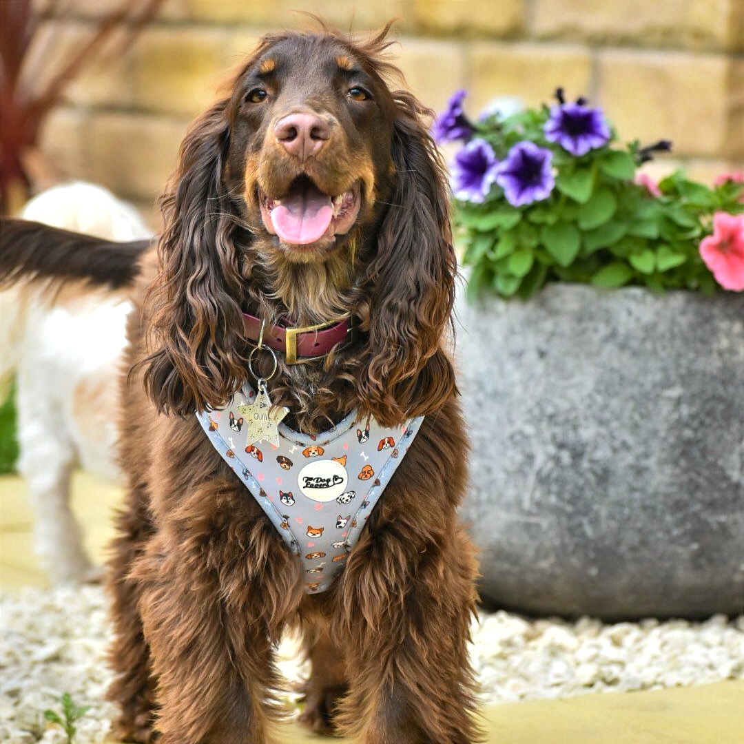 Adjustable Dog Harness - Oh My Pup