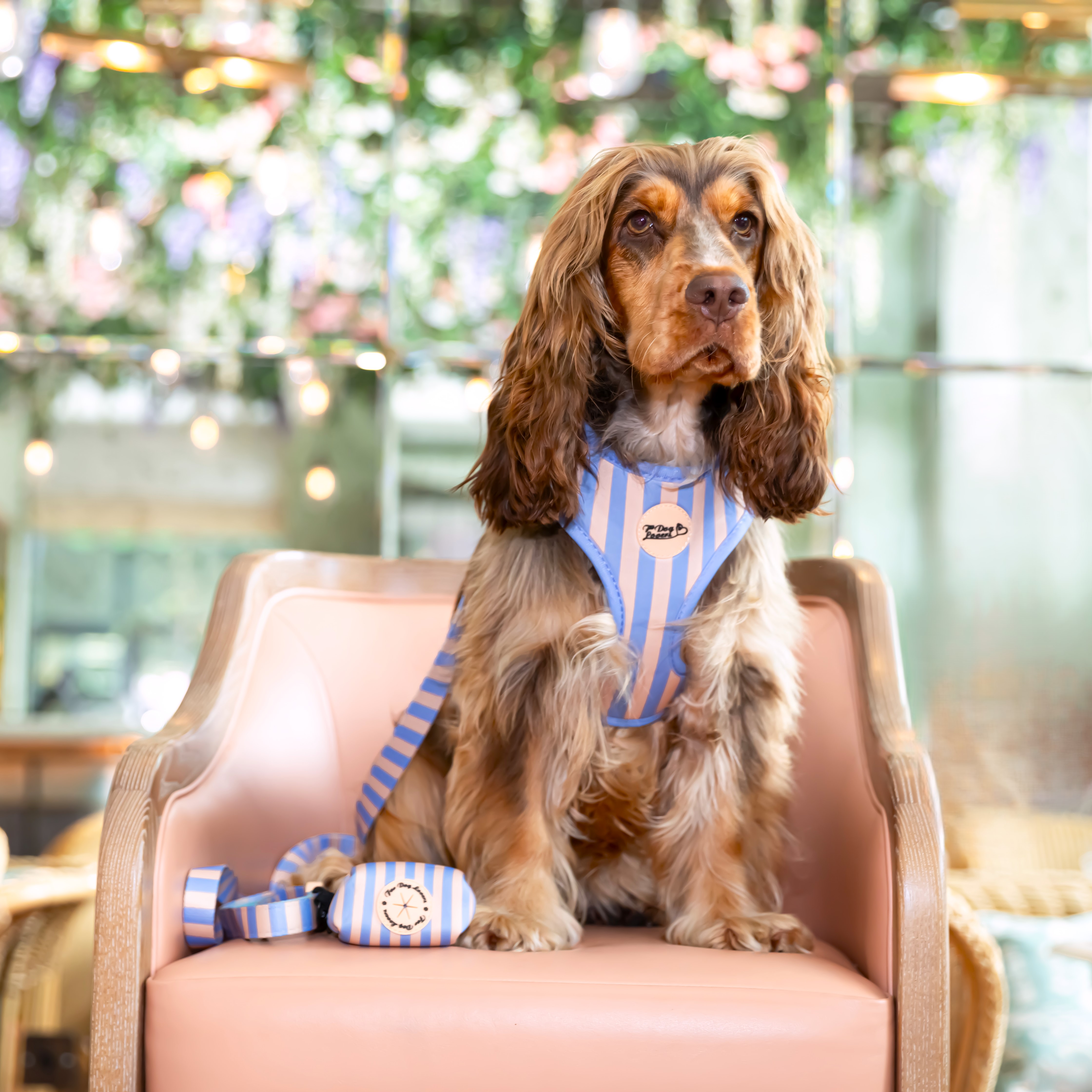 Adjustable Dog Harness Smooth Operator