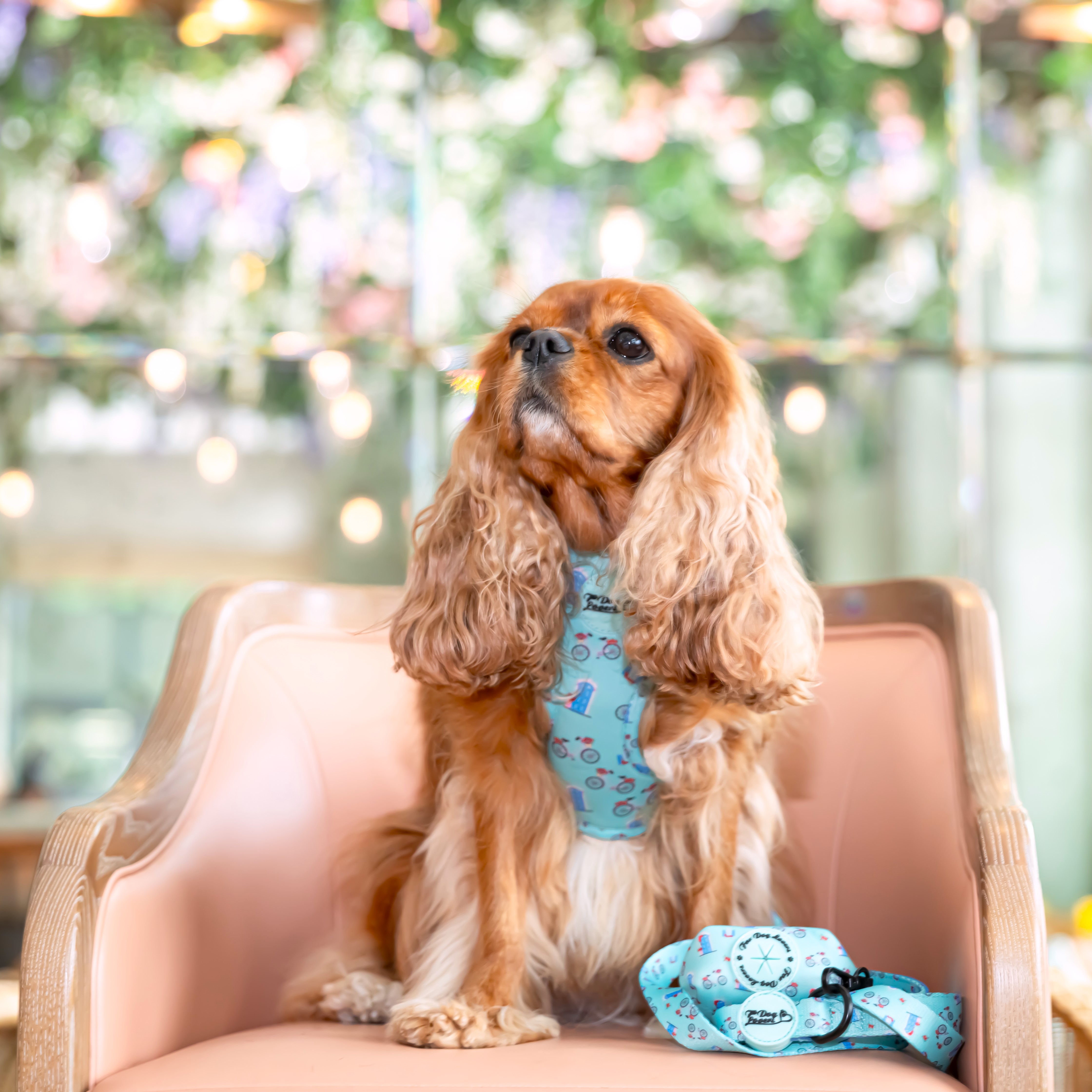 Adjustable Dog Harness Take Me To Dreamland