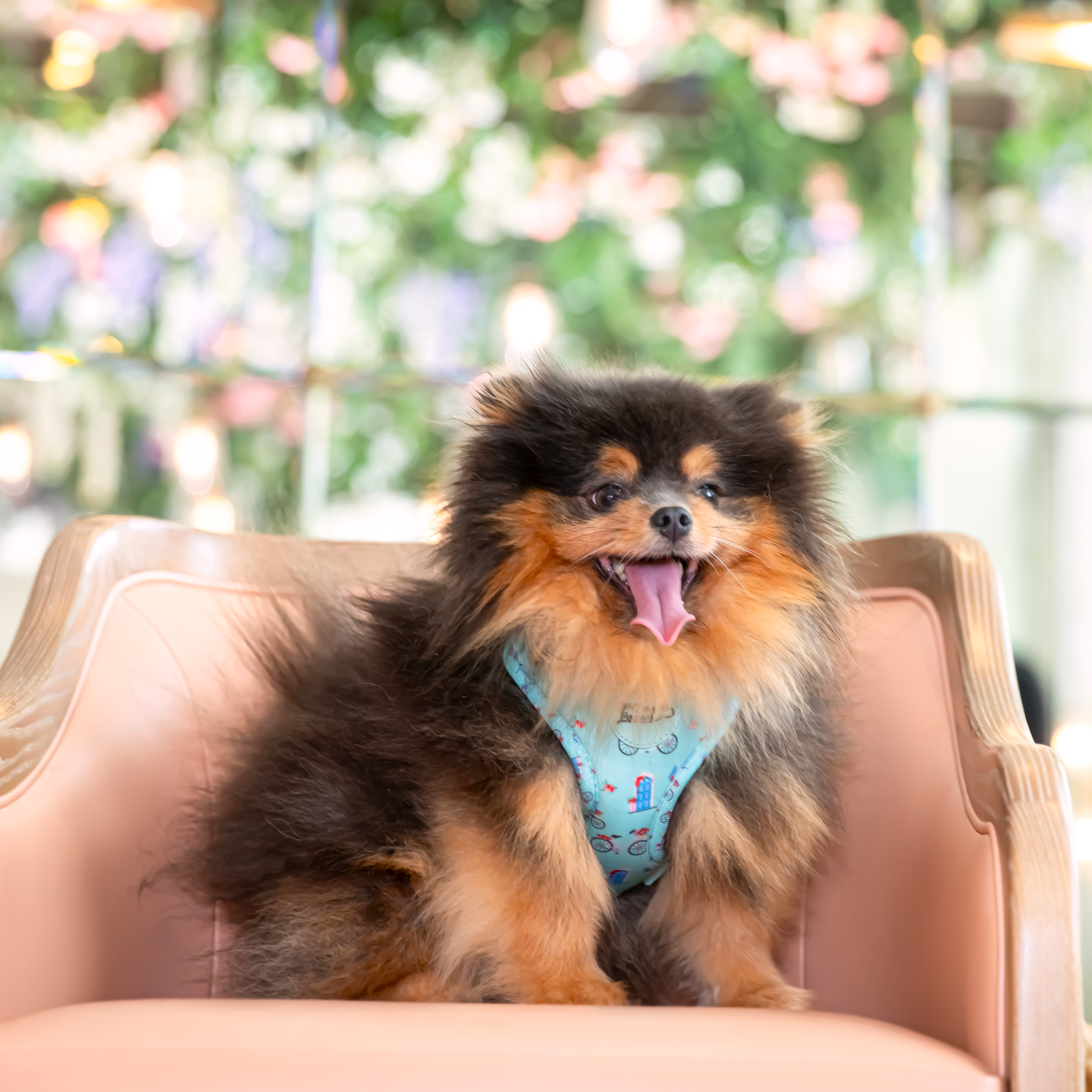 Adjustable Dog Harness Take Me To Dreamland
