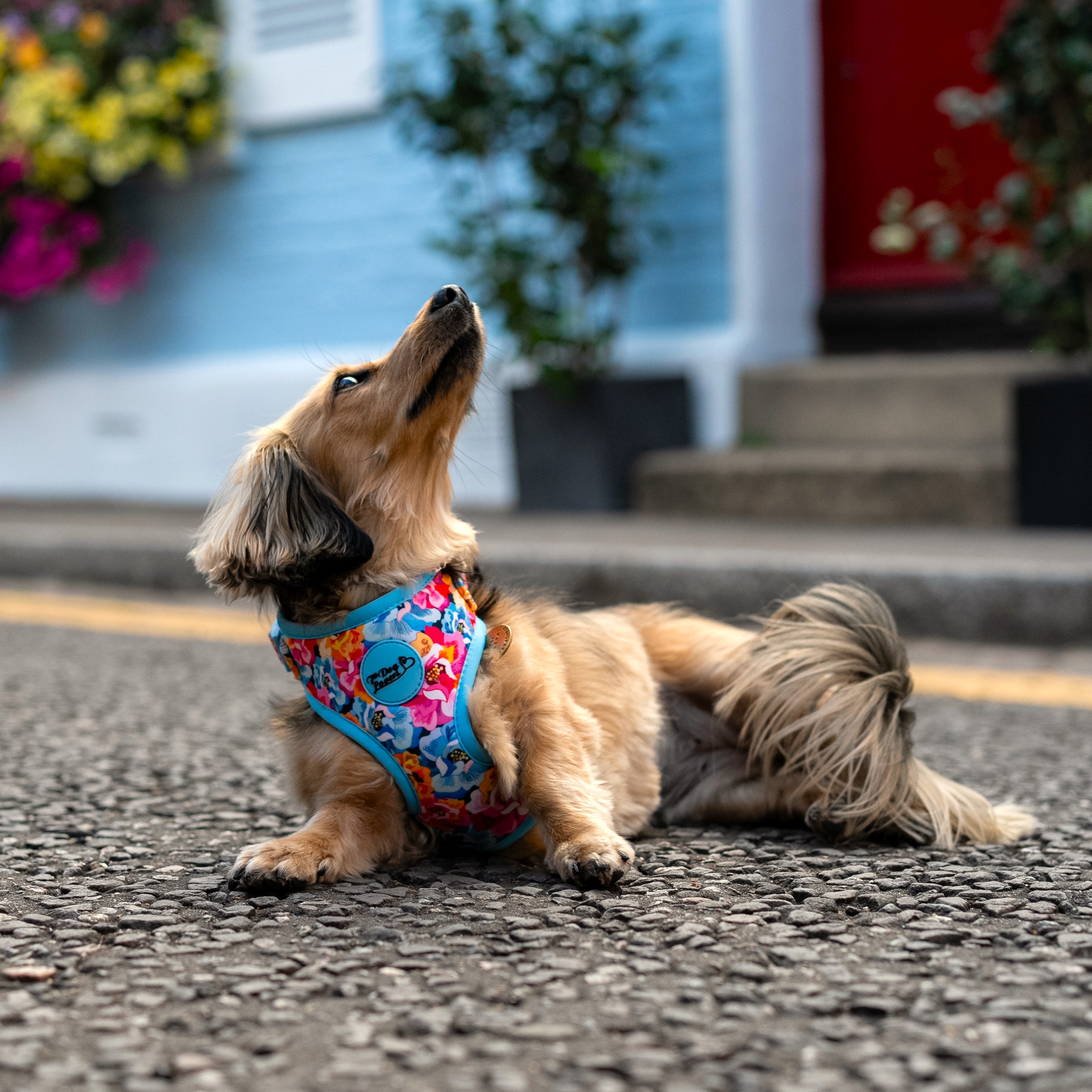 Adjustable Dog Harness Where Flowers Bloom