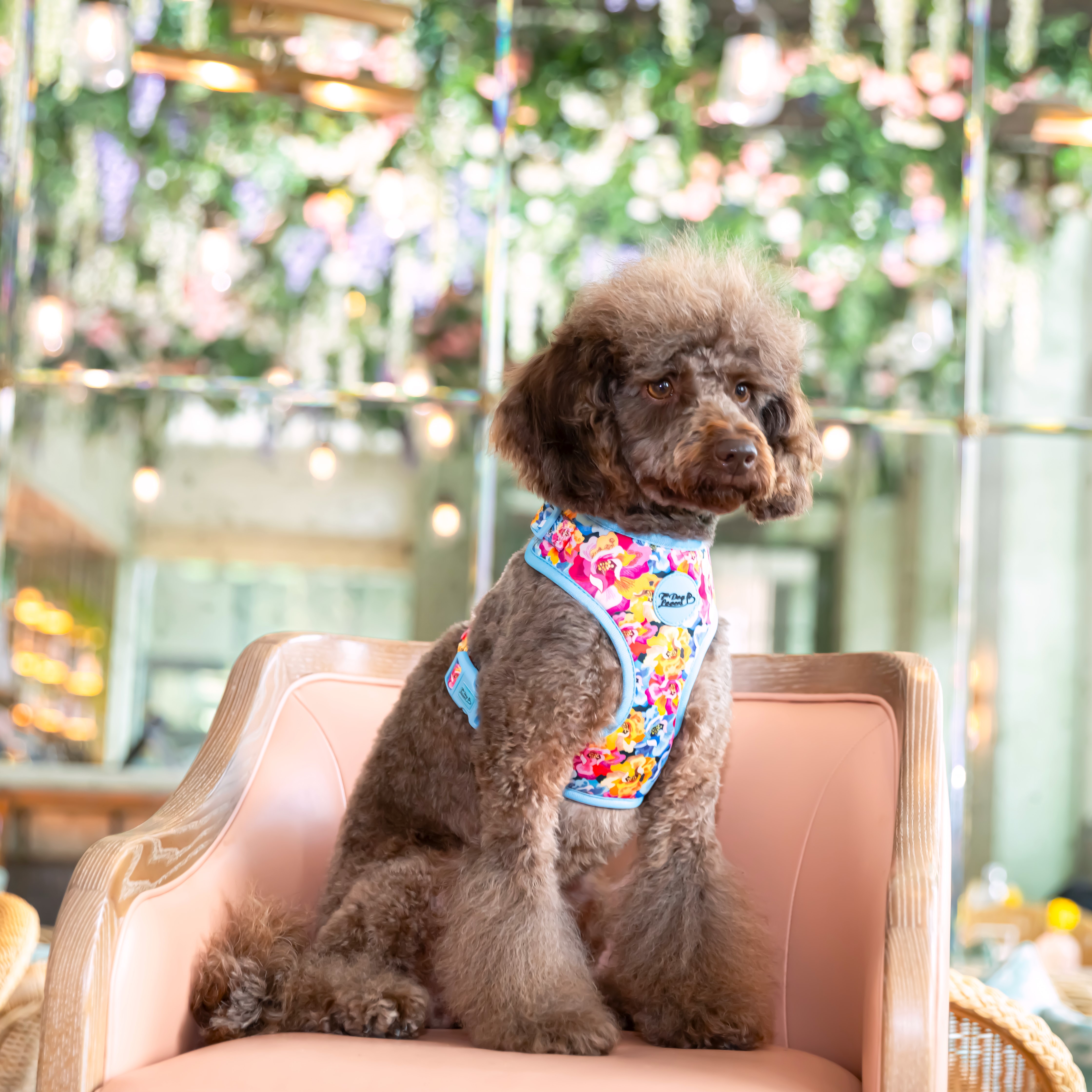 Adjustable Dog Harness Where Flowers Bloom