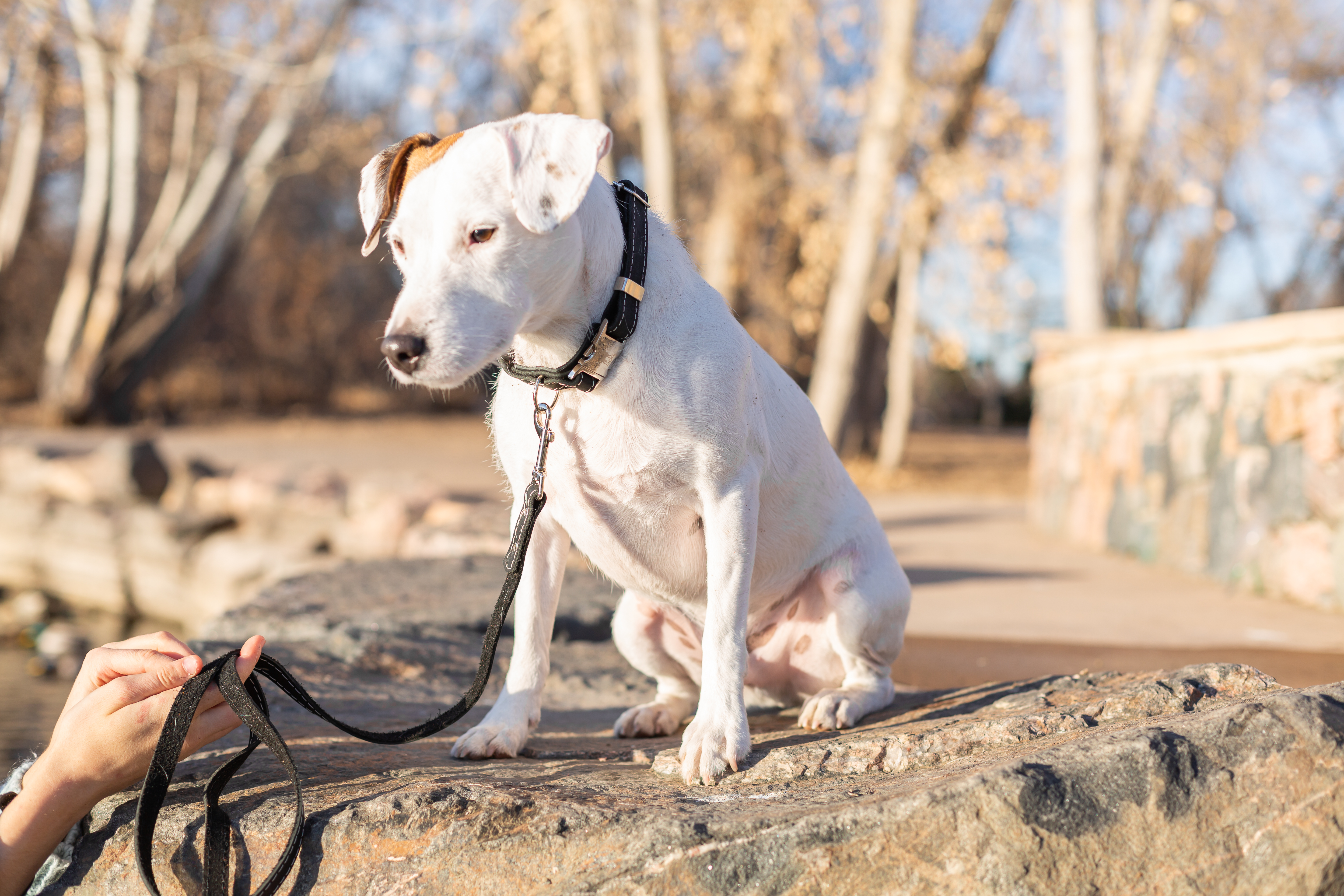 Black Traditional Dog Lead