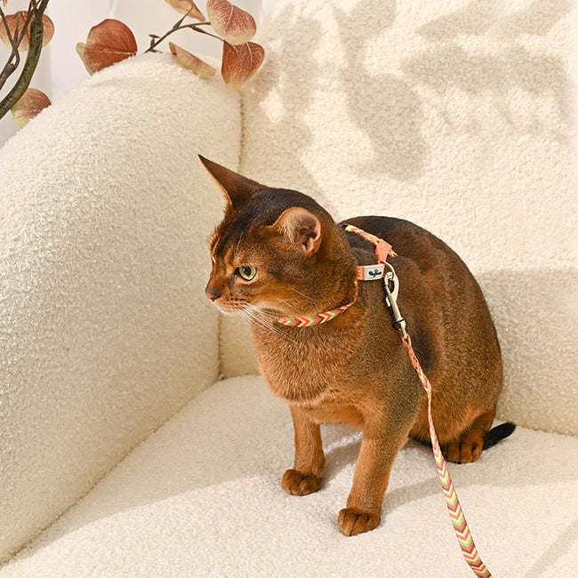 Cat Harness &amp; Leash Set — Fish